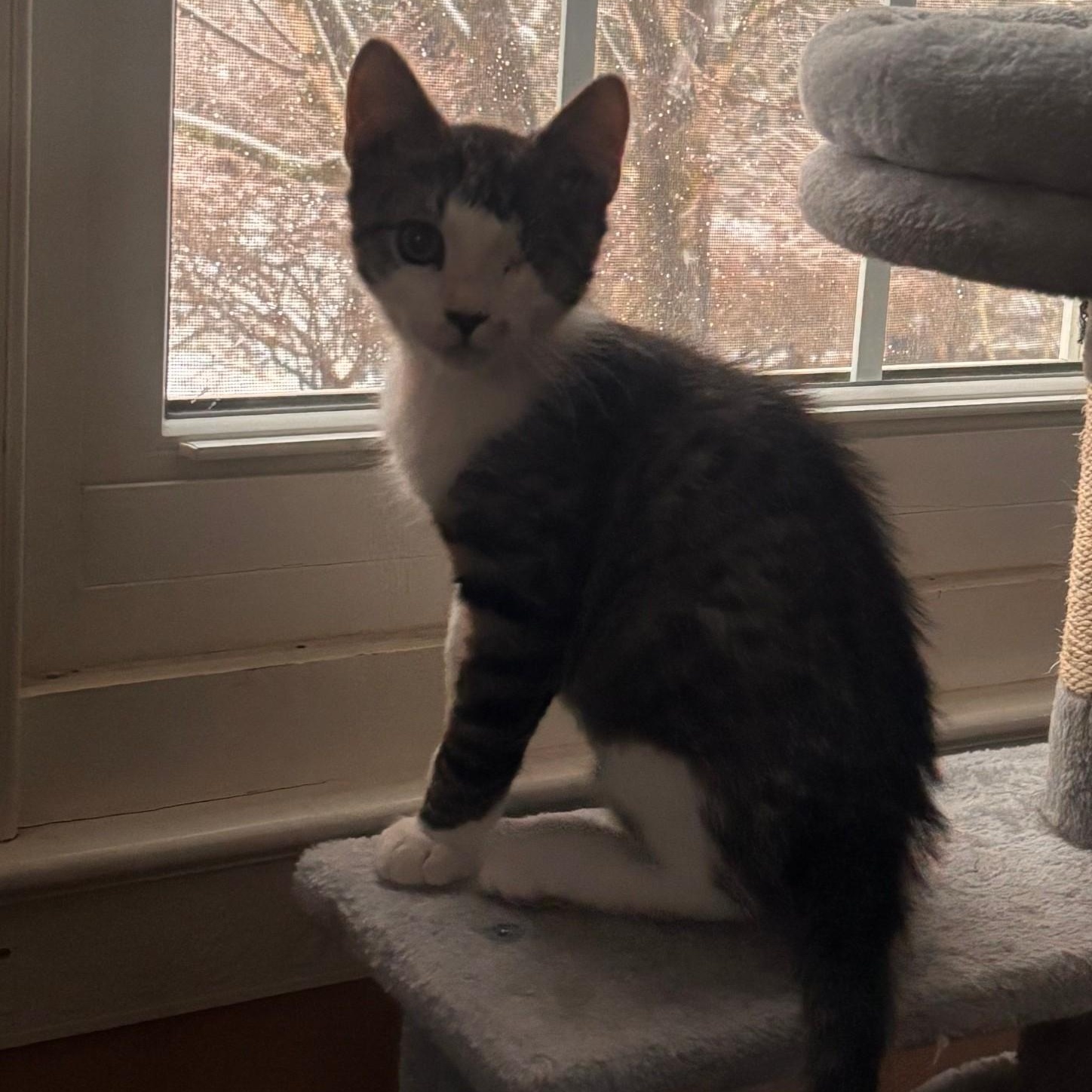 Enlarge Slush , an adopted Domestic Short Hair in Sewell, NJ image 3/4