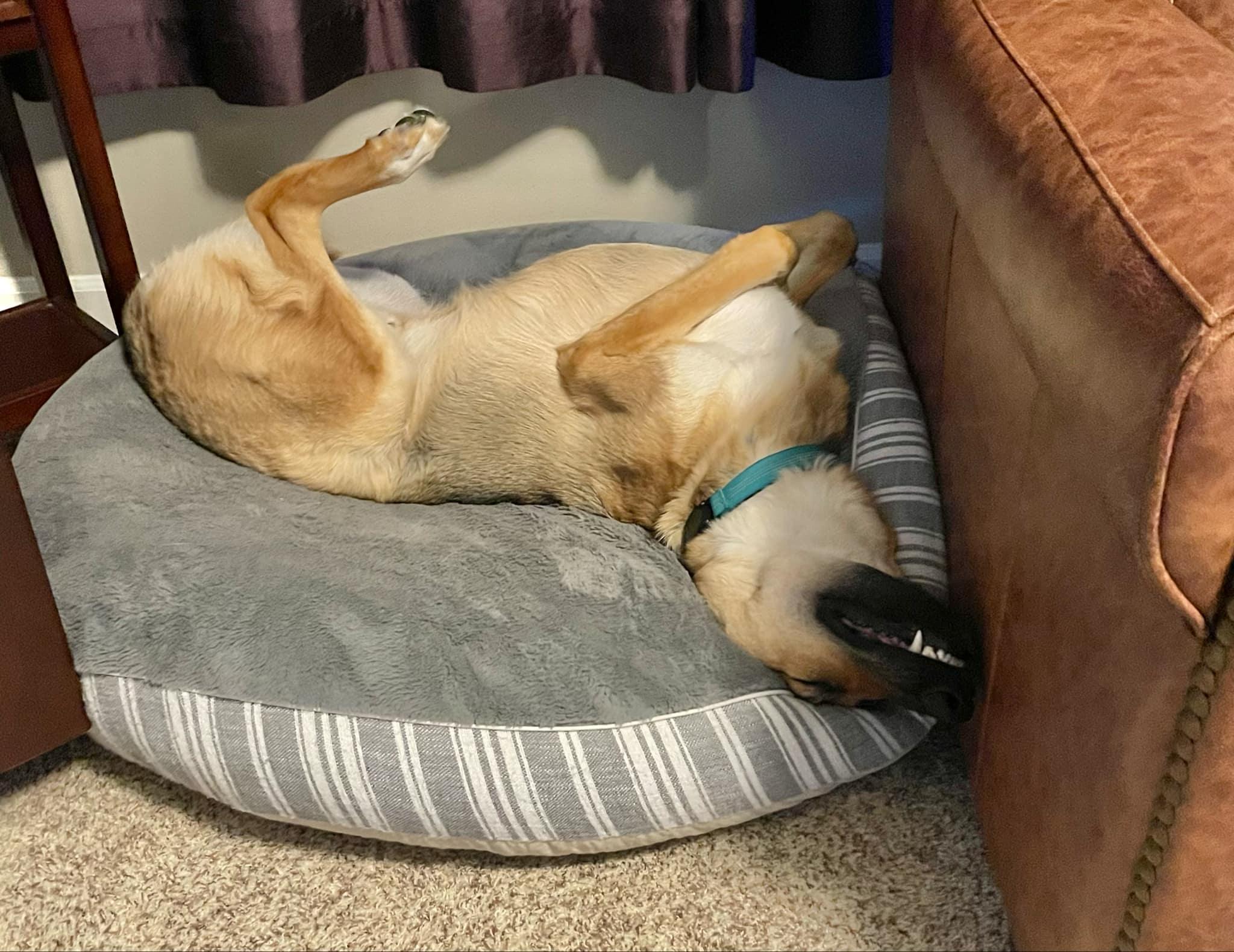 Sonne, Adoptable, Adult Male German Shepherd Dog.
