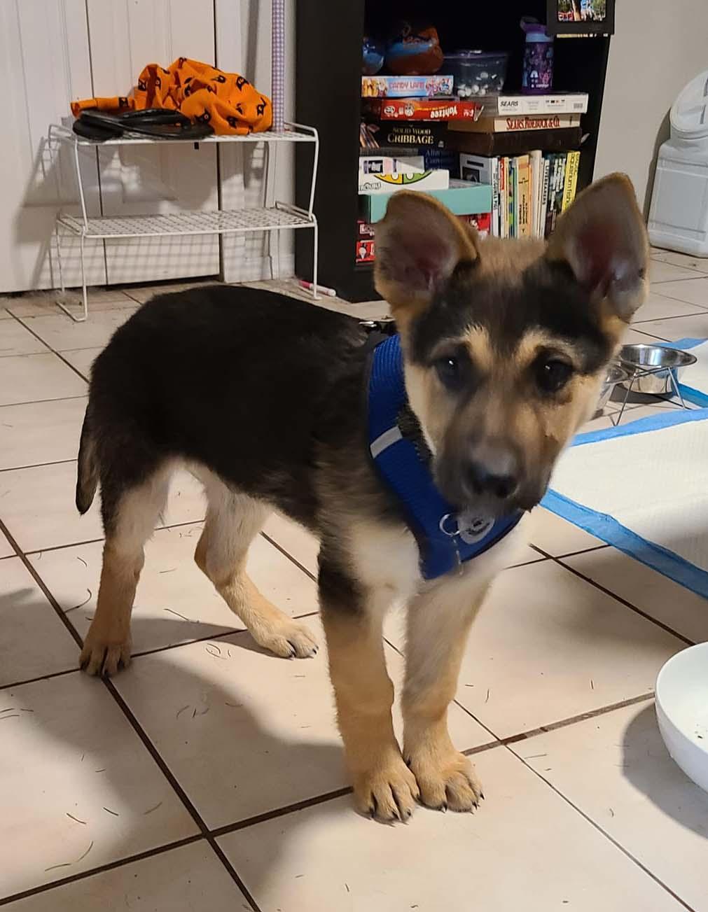 Sonne, Adoptable, Adult Male German Shepherd Dog.