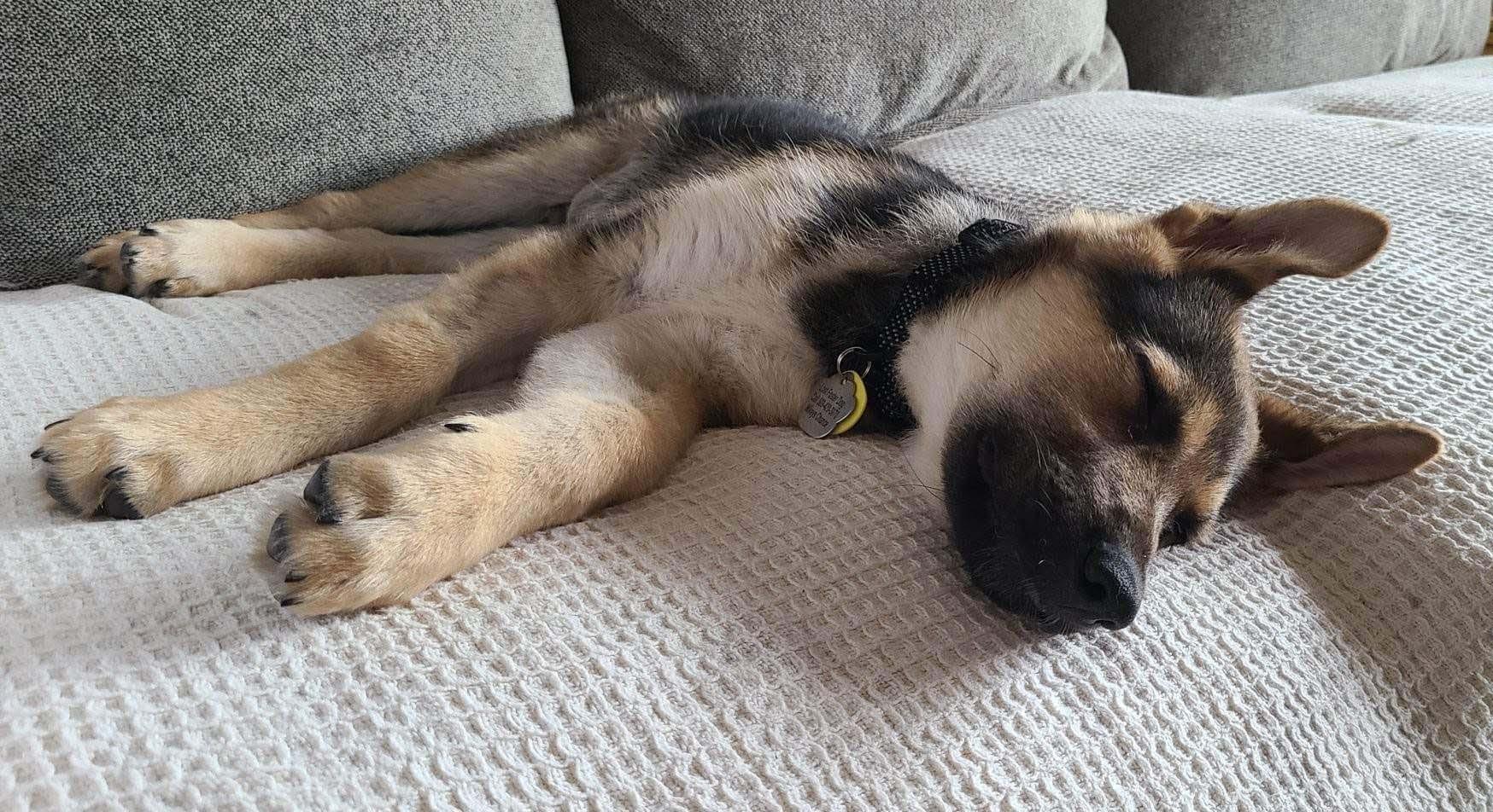 Enlarge Sonne, a Adoptable German Shepherd Dog in West Richland, WA image 3/6