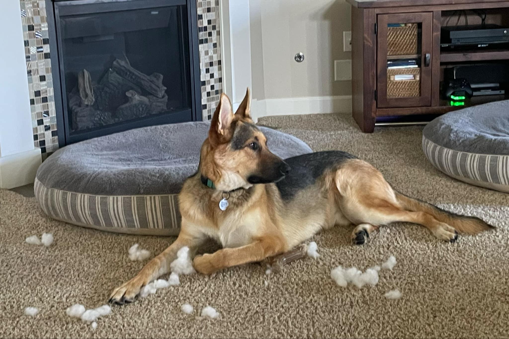 Enlarge Sonne, a Adoptable German Shepherd Dog in West Richland, WA image 4/6