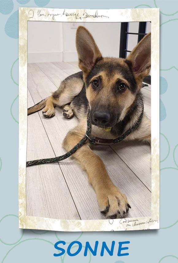 Enlarge Sonne, a Adoptable German Shepherd Dog in West Richland, WA image 5/6