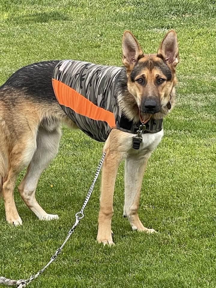 Enlarge Sonne, a Adoptable German Shepherd Dog in West Richland, WA image 6/6