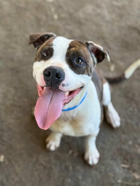 Enlarge SPIKE, a Adoptable Pit Bull Terrier in Riverside, CA image 1/1