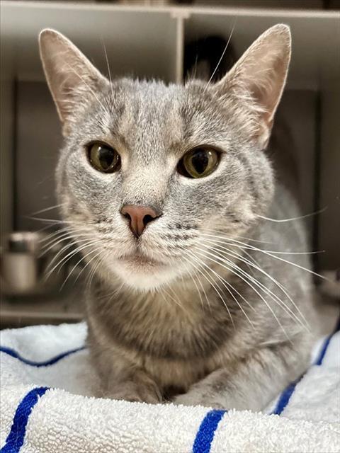 LIL BIT, Adoptable, Adult Female Domestic Short Hair.