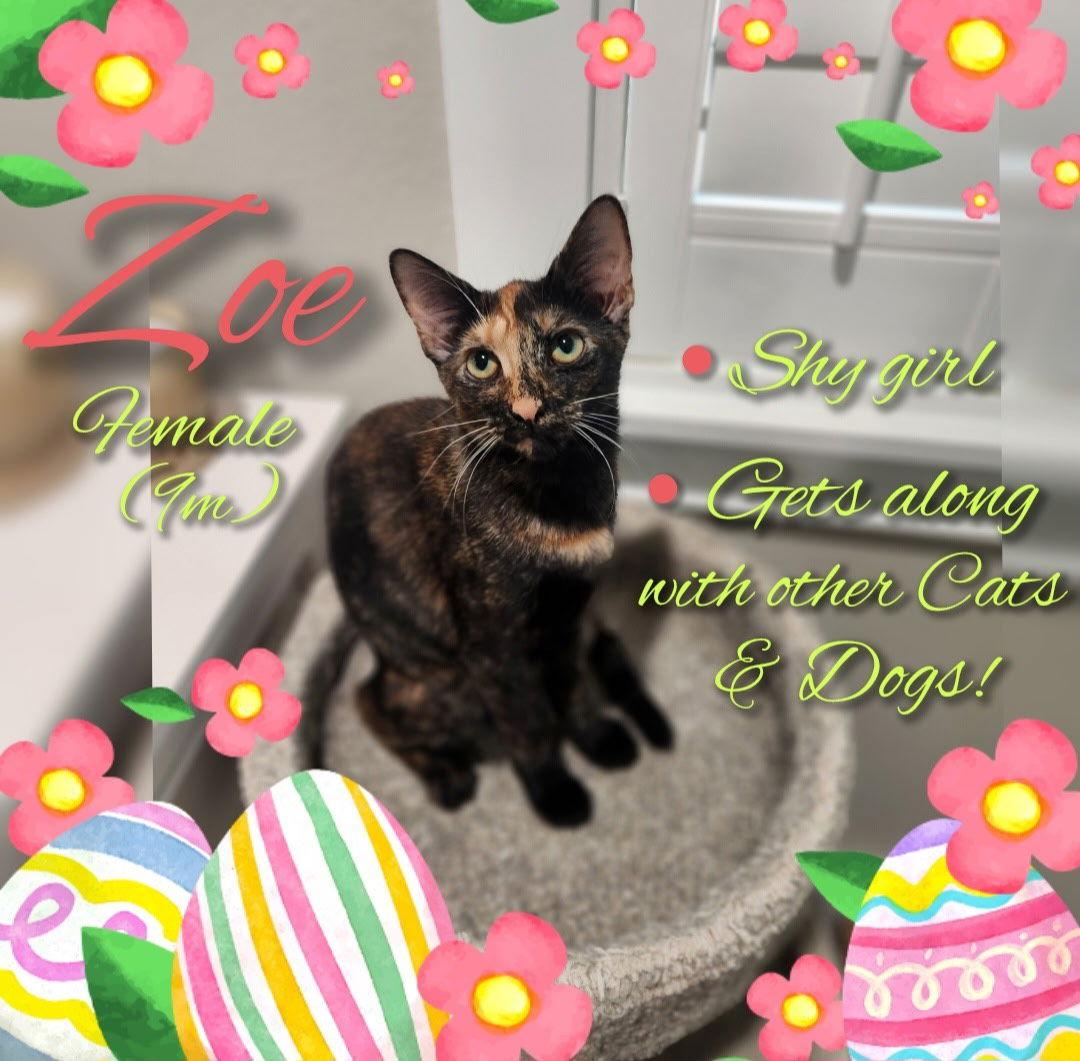 Zoe, Adoptable, Young Female Tortoiseshell.