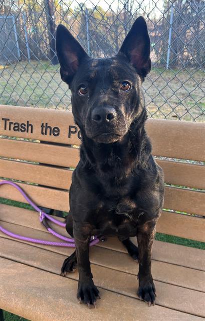 Enlarge STAR WALKER, a Adoptable Mixed Breed in Columbia, SC image 1/1