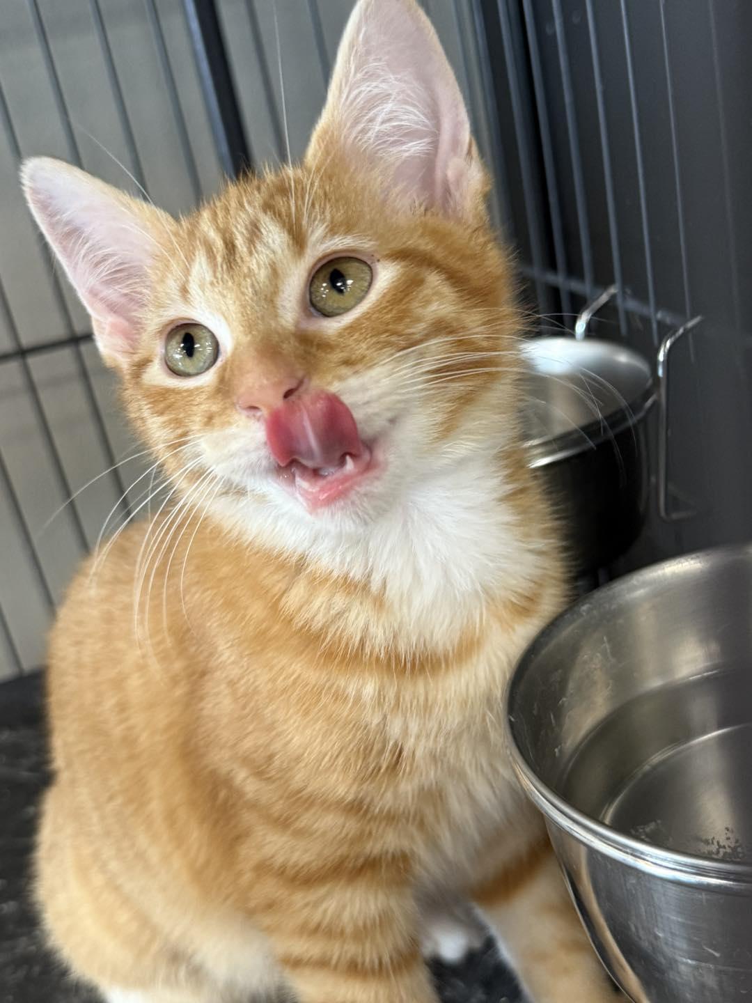 Tony, Baby Male Domestic Medium Hair