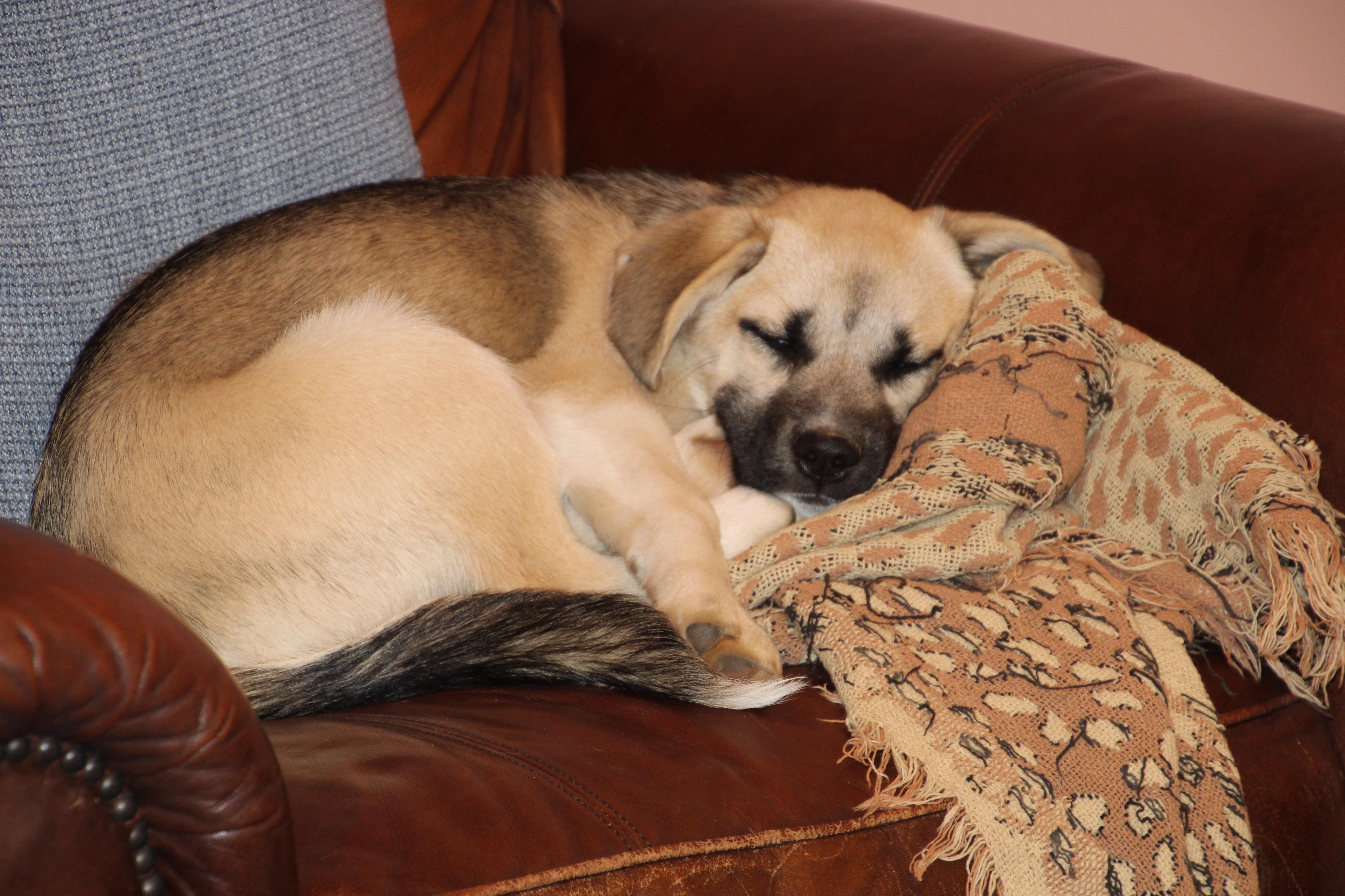 Meeka, a ADOPTABLE mixed breed in East Brunswick, NJ image 3/6