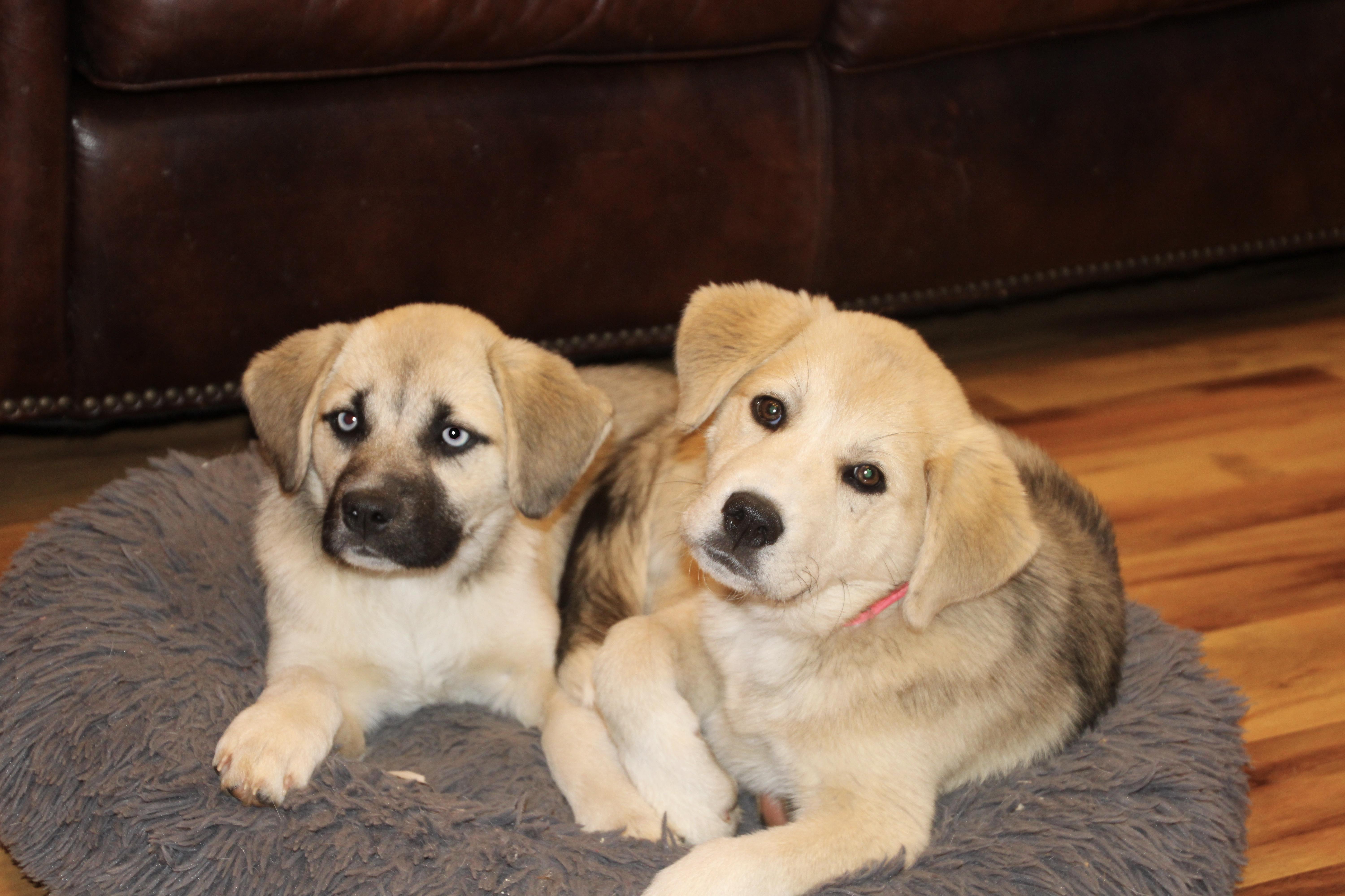 Meeka, a ADOPTABLE mixed breed in East Brunswick, NJ image 4/6