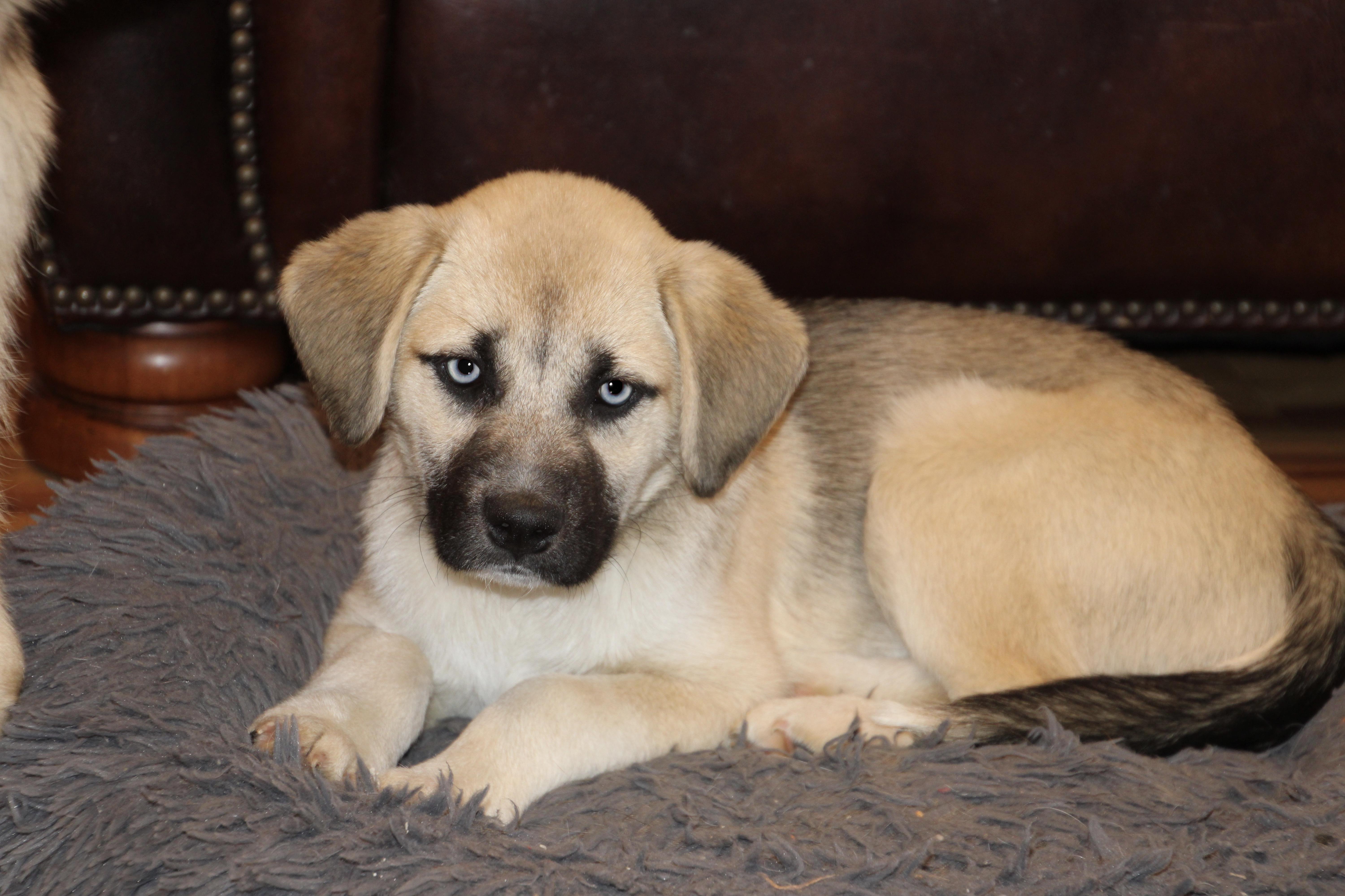 Meeka, a ADOPTABLE mixed breed in East Brunswick, NJ image 5/6