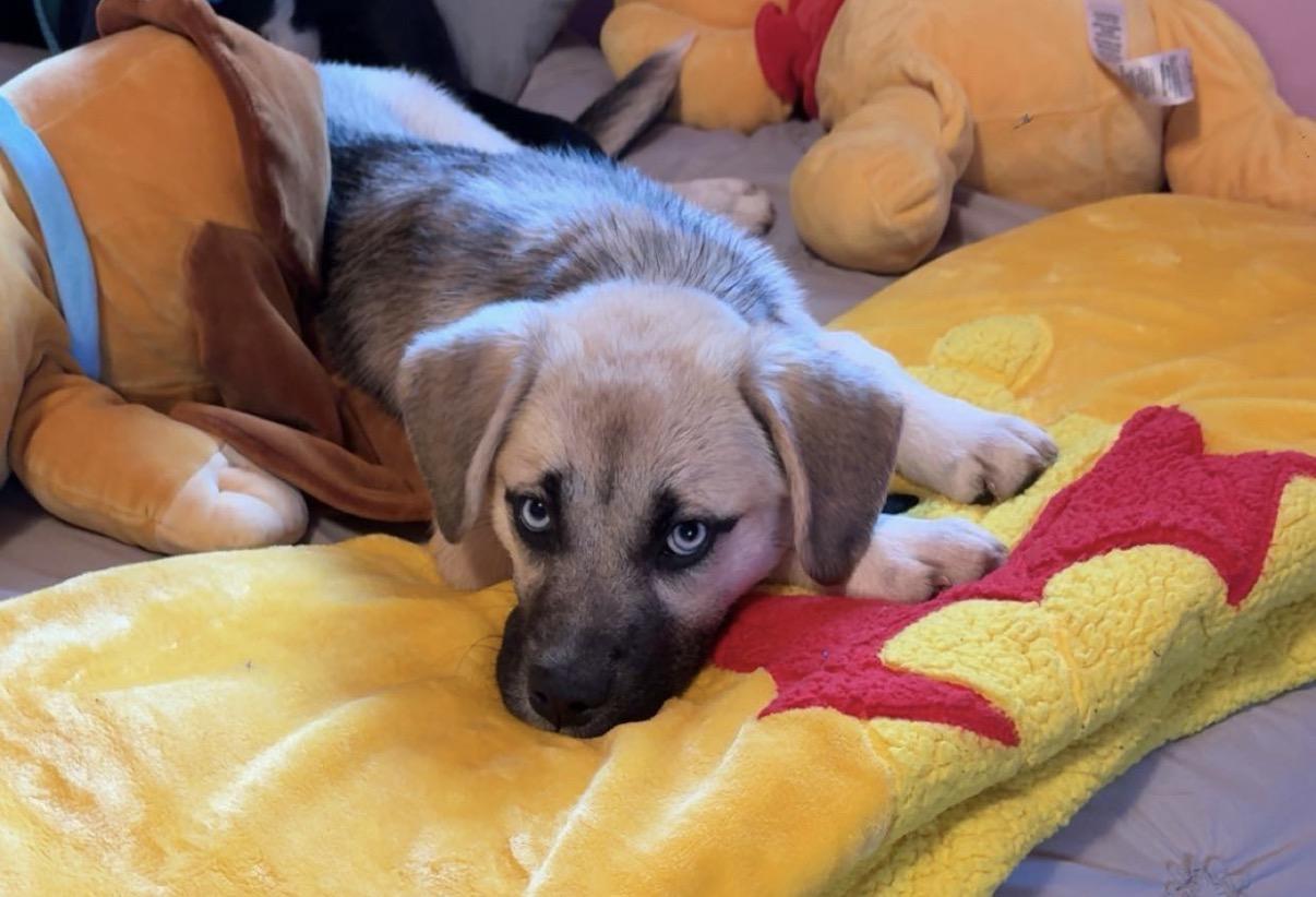 Meeka, ADOPTABLE, Puppy Female Anatolian Shepherd & Shepherd.