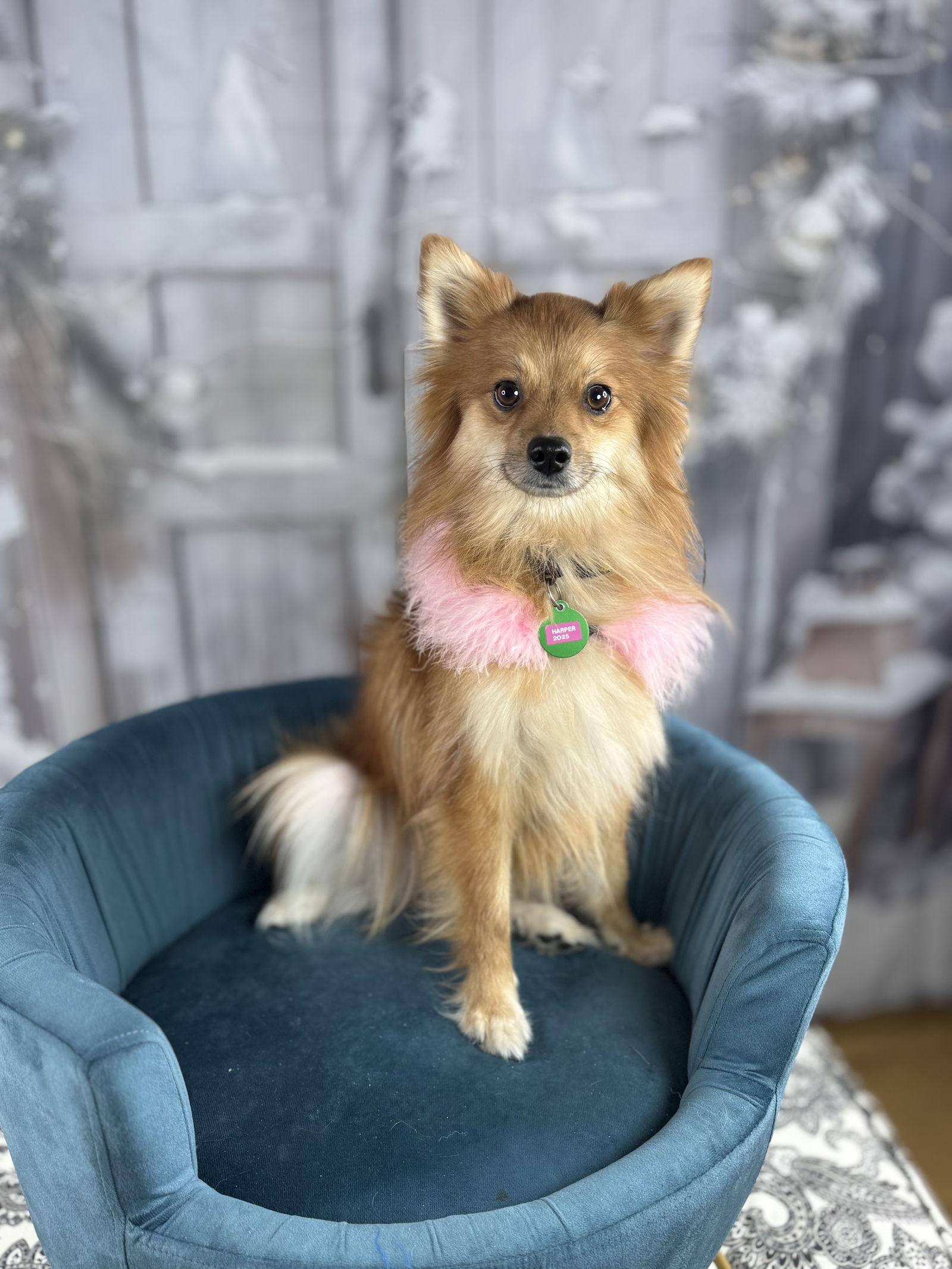 Enlarge Harper 2025, a Adoptable Pomeranian in Garland, TX image 1/3