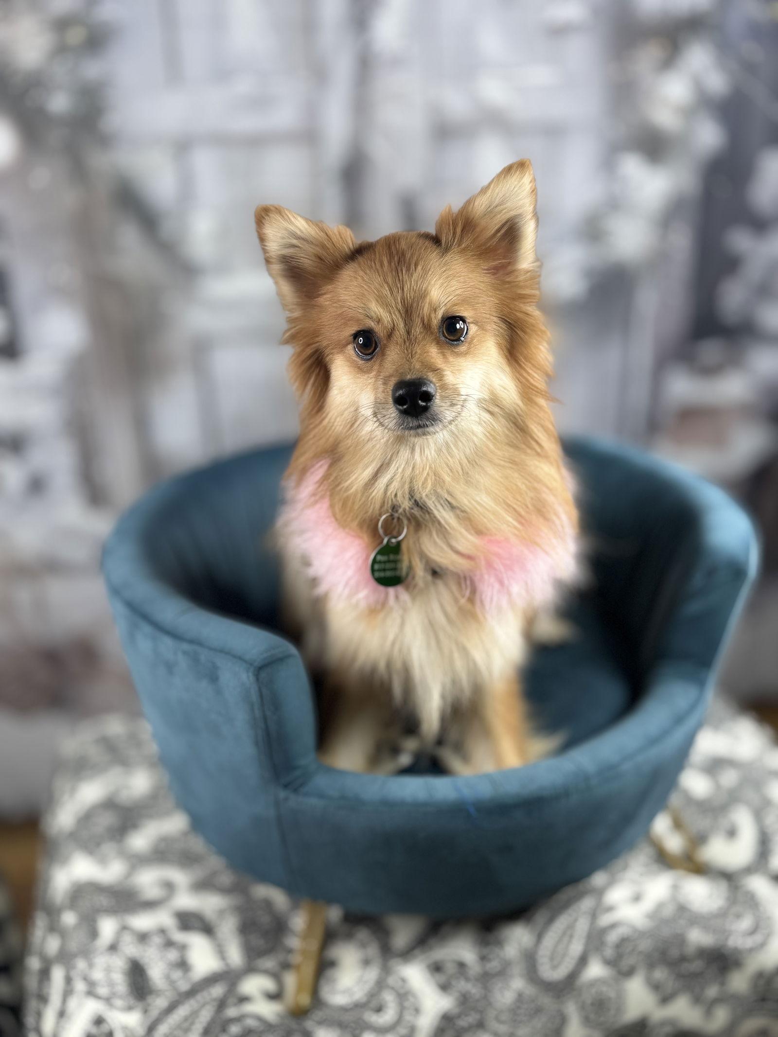 Enlarge Harper 2025, a Adoptable Pomeranian in Garland, TX image 2/3