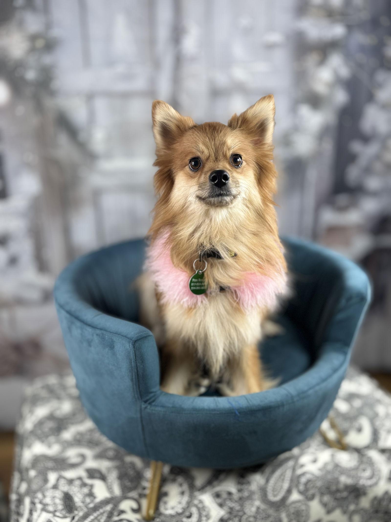 Enlarge Harper 2025, a Adoptable Pomeranian in Garland, TX image 3/3