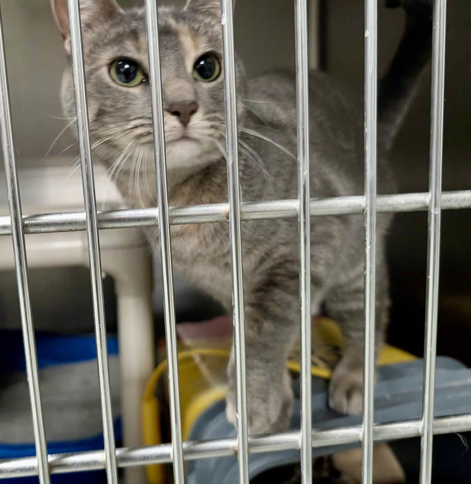 Molly, Adoptable, Young Female Domestic Short Hair & Dilute Calico.