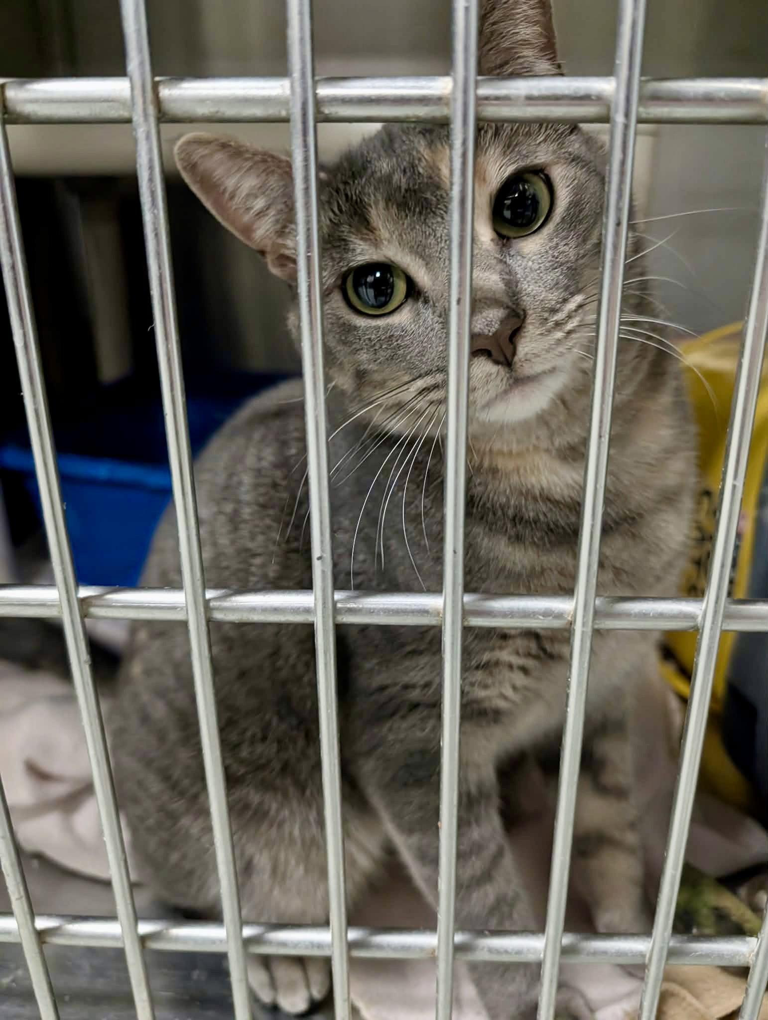 Enlarge Molly, a Adoptable mixed breed in Detroit Lakes, MN image 3/3