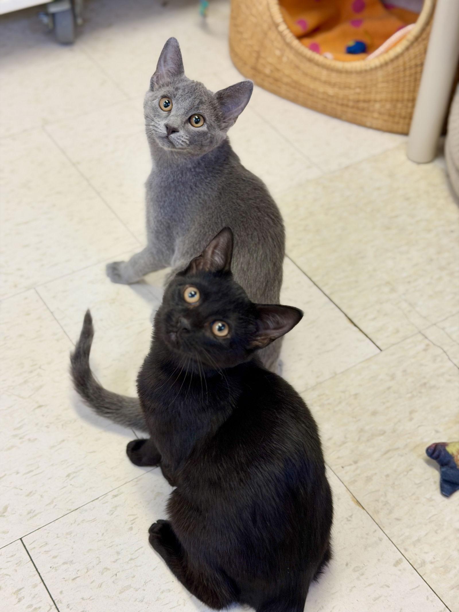 Enlarge Cherry (kitten 1), a Adoptable Domestic Short Hair in West Cornwall, CT image 1/3