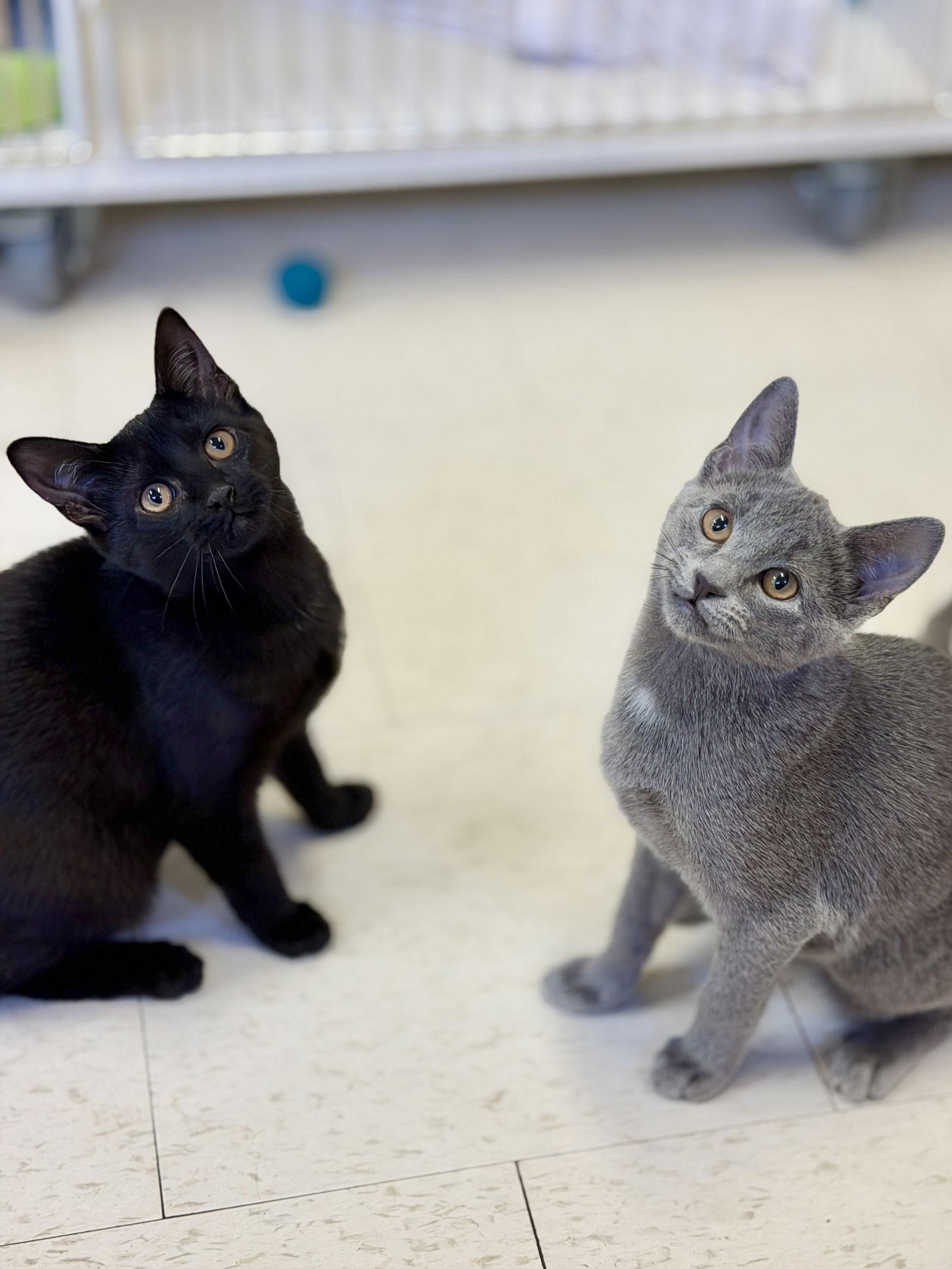 Enlarge Cherry (kitten 1), a Adoptable Domestic Short Hair in West Cornwall, CT image 2/3