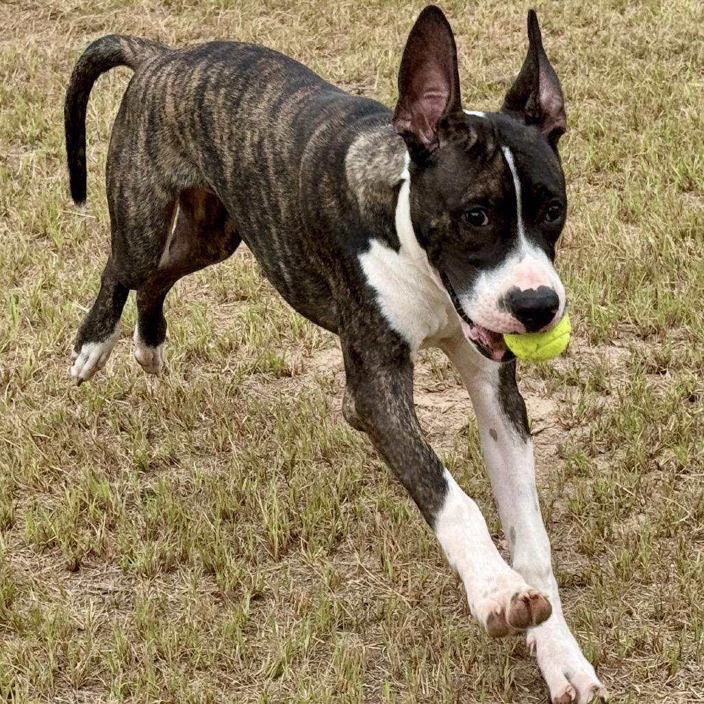 Enlarge Radar 26-02-104, a Adoptable Great Dane in Bastrop, TX image 1/6