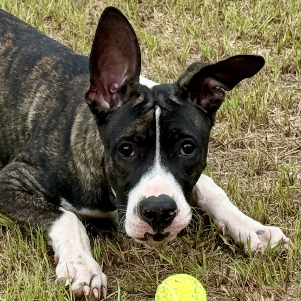 Enlarge Radar 26-02-104, a Adoptable Great Dane in Bastrop, TX image 2/6