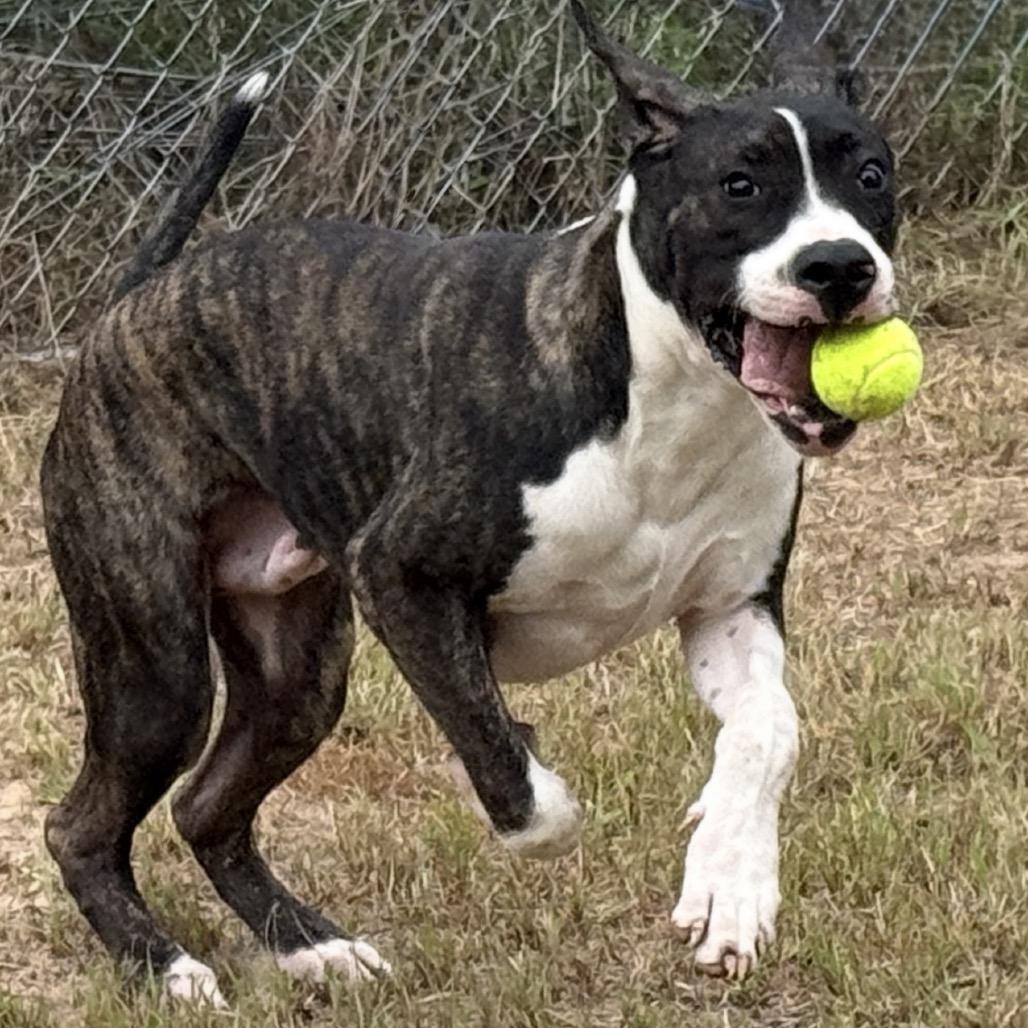 Enlarge Radar 26-02-104, a Adoptable Great Dane in Bastrop, TX image 4/6