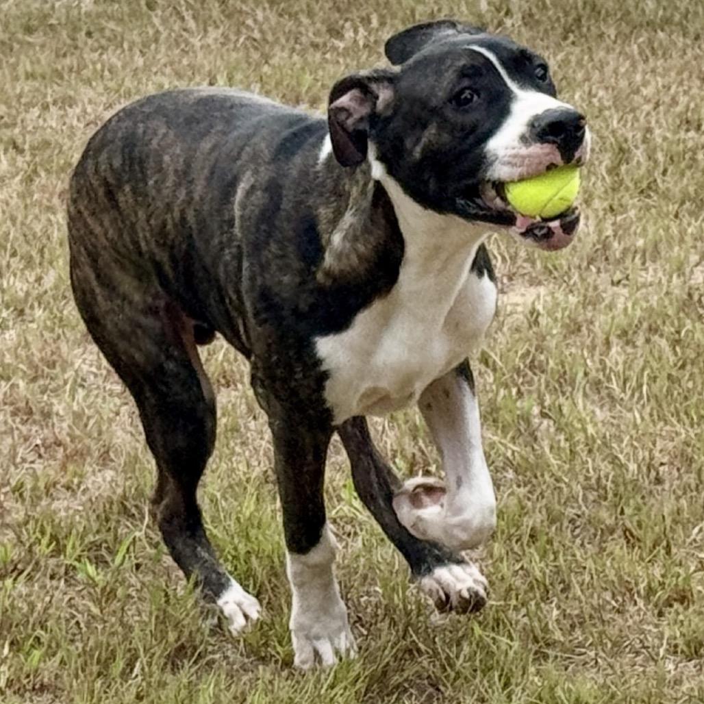 Enlarge Radar 26-02-104, a Adoptable Great Dane in Bastrop, TX image 5/6