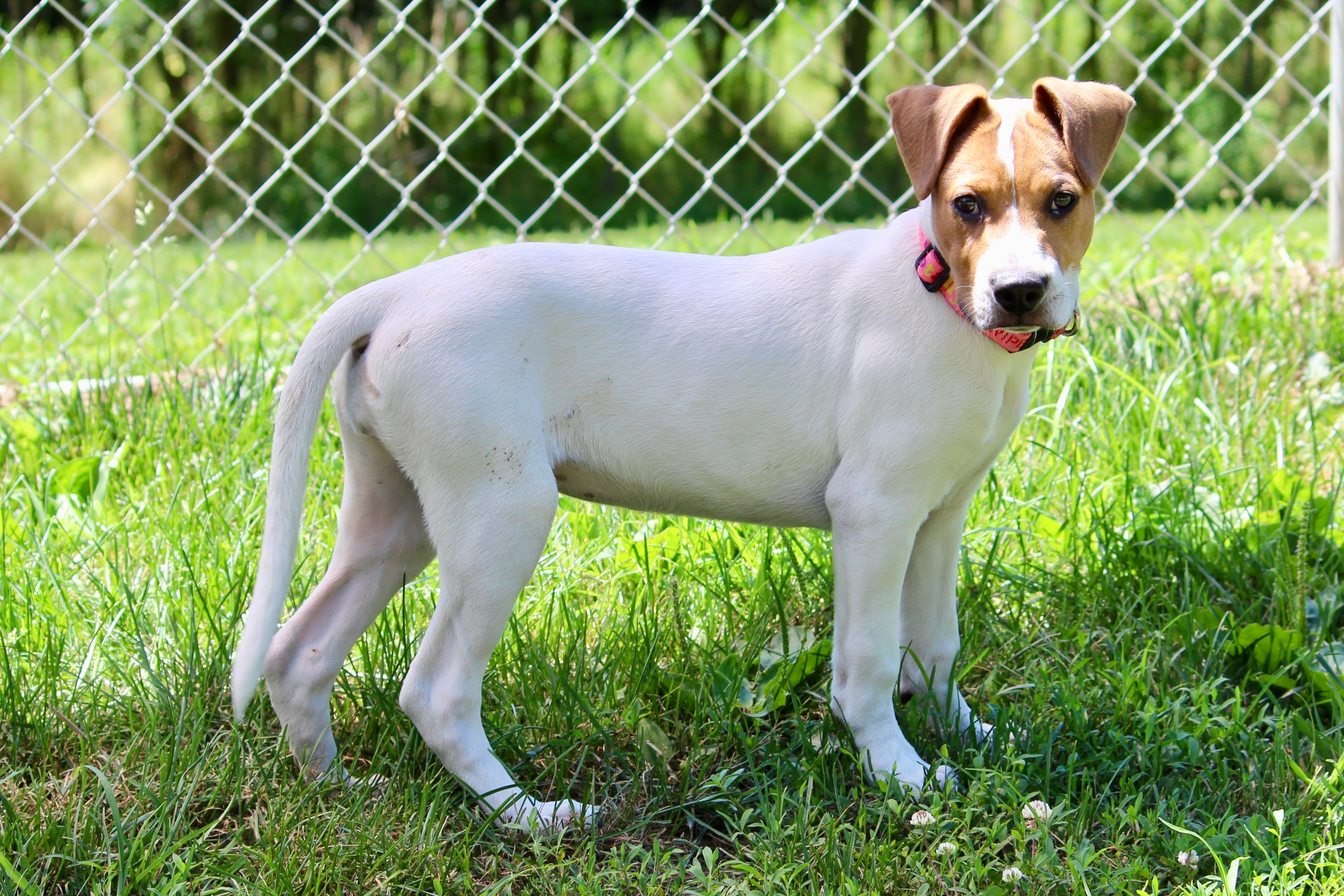 Enlarge LIBBY, a Adoptable Mixed Breed in Brazil, IN image 8/12