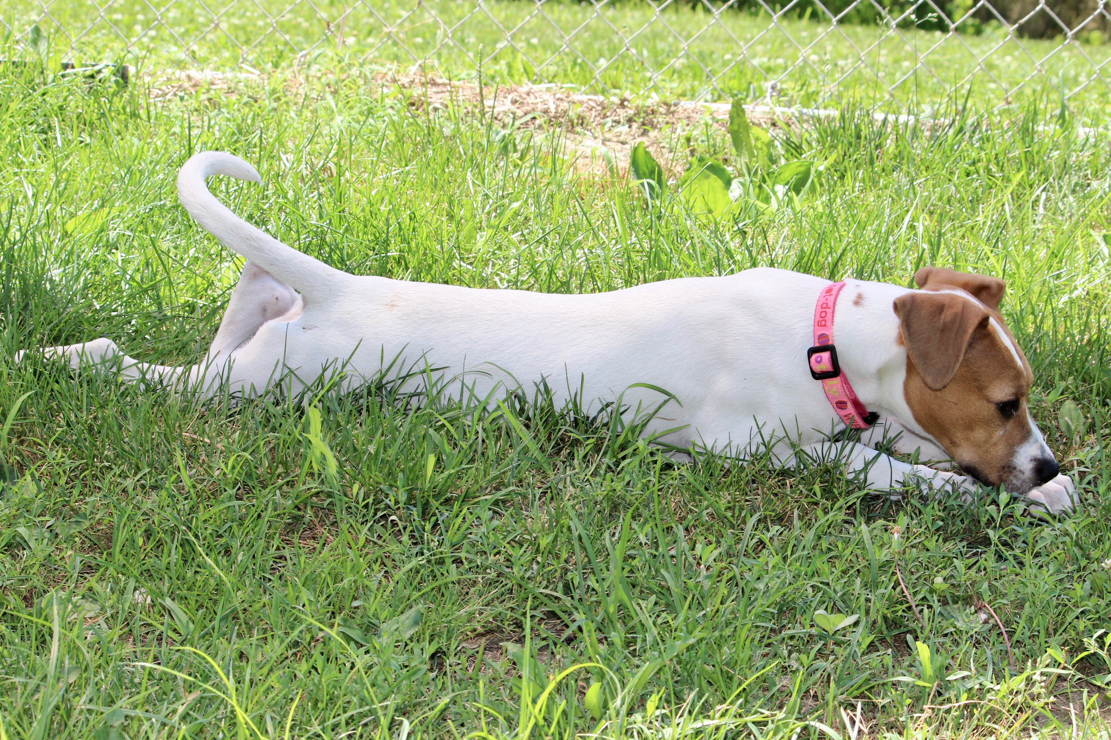 Enlarge LIBBY, a Adoptable Mixed Breed in Brazil, IN image 9/12