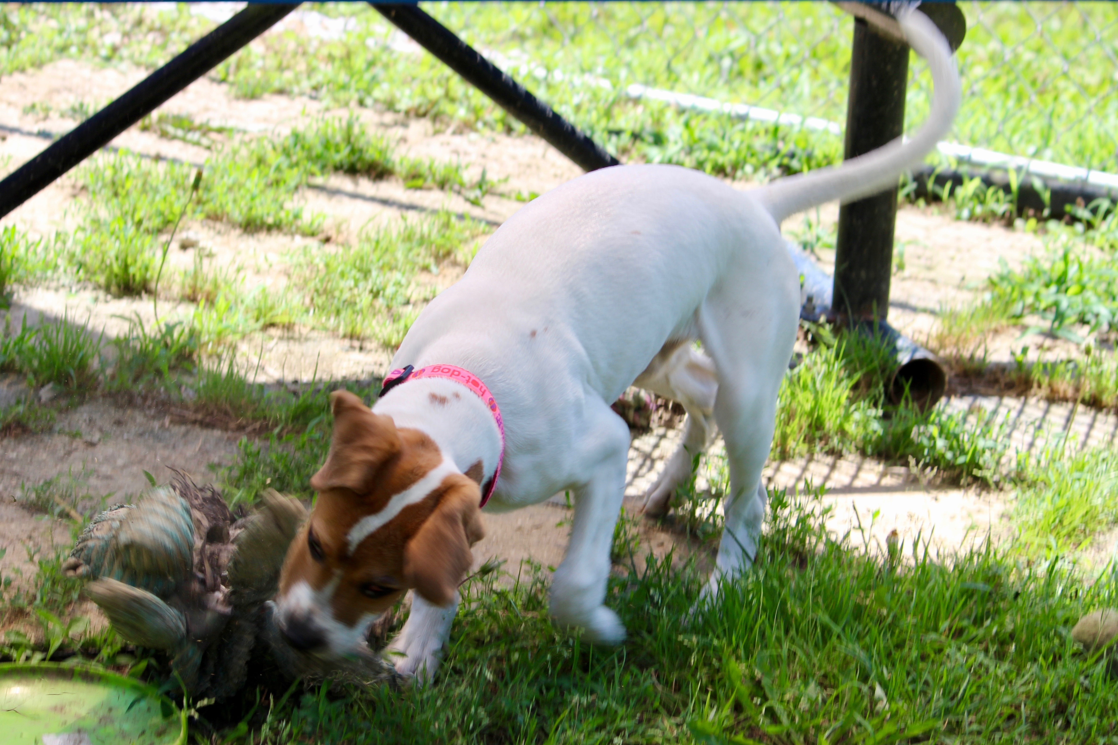 Enlarge LIBBY, a Adoptable Mixed Breed in Brazil, IN image 10/12