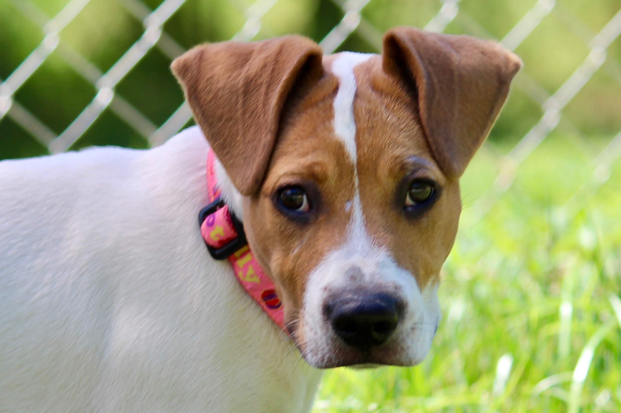 LIBBY, Adult Female Mixed Breed