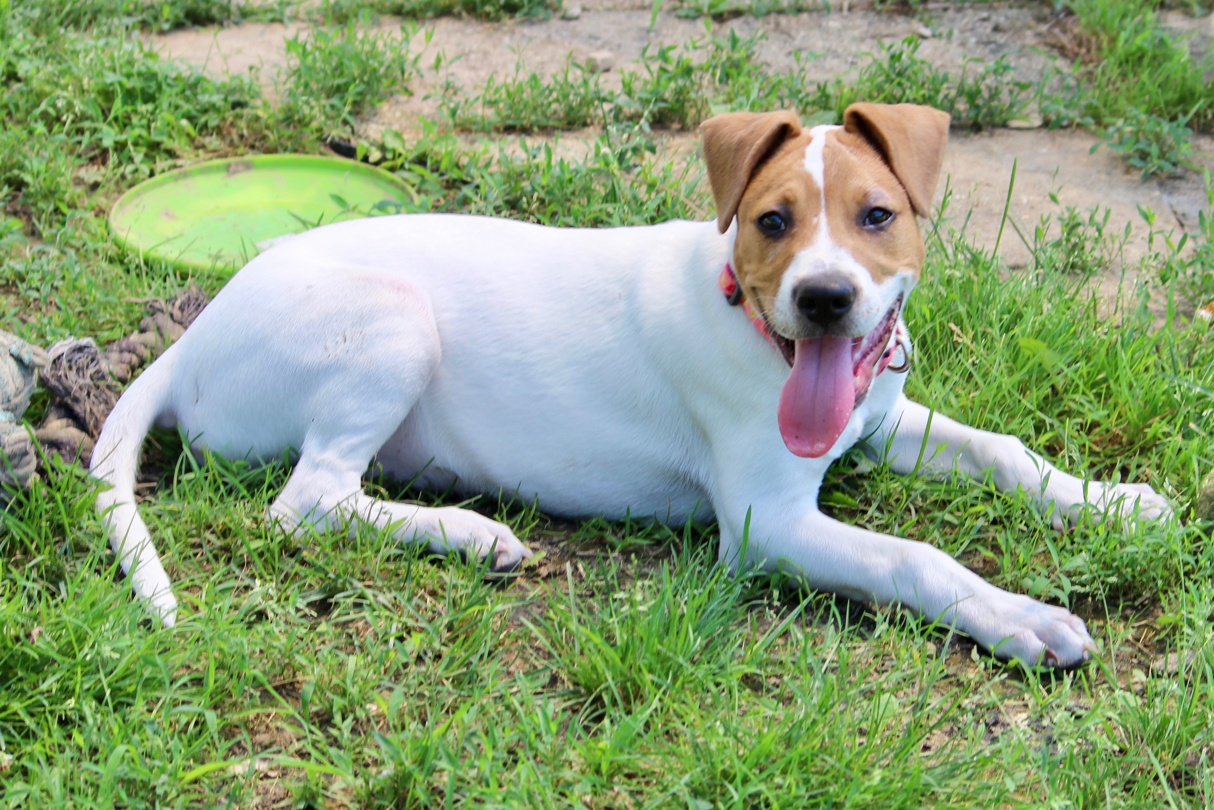 Enlarge LIBBY, a Adoptable Mixed Breed in Brazil, IN image 11/12