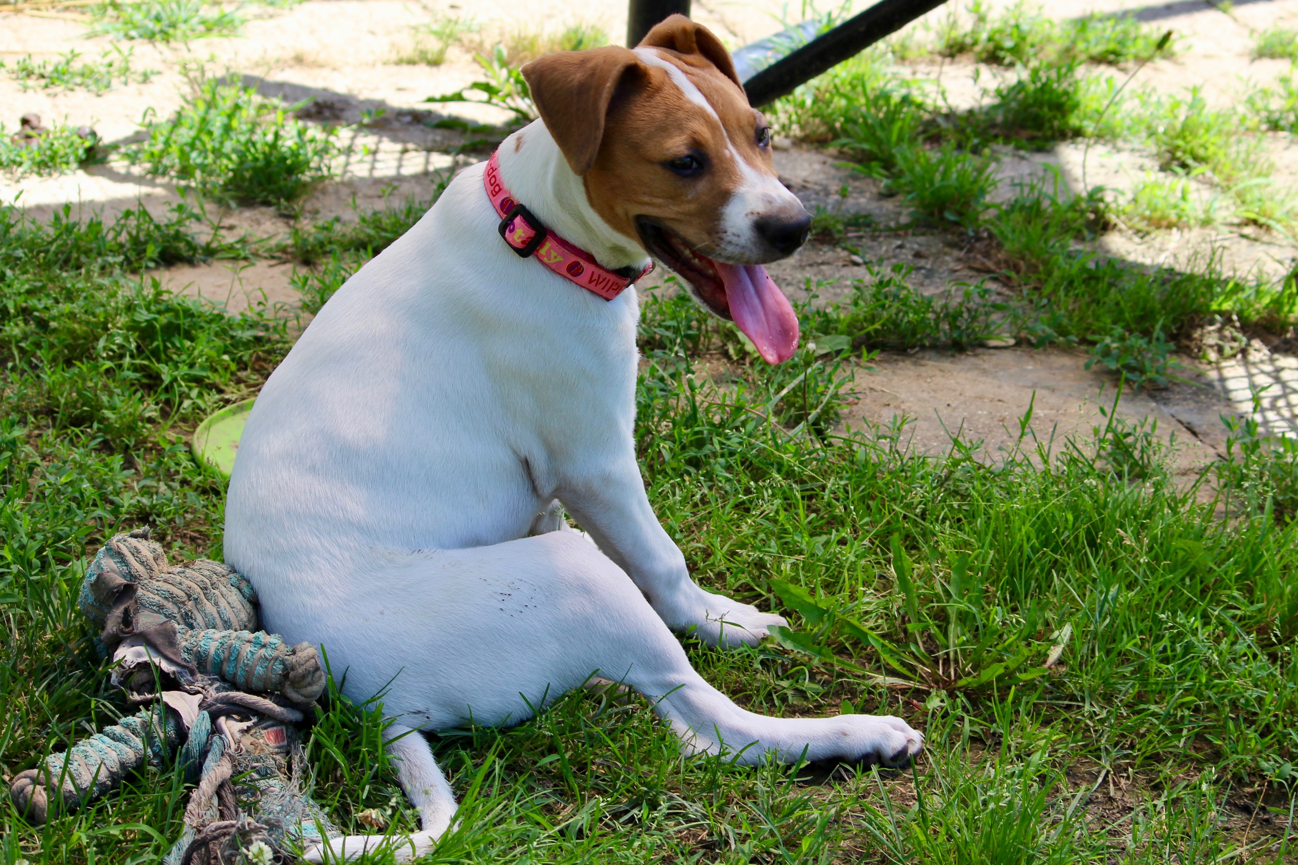 Enlarge LIBBY, a Adoptable Mixed Breed in Brazil, IN image 12/12