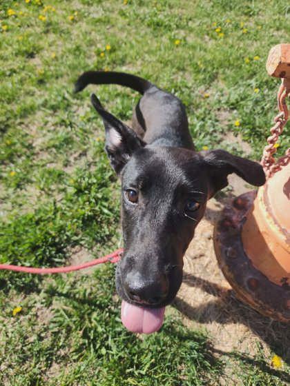 Green Bean, Adoptable, Young Male Labrador Retriever & Mixed Breed.