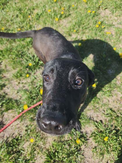 Enlarge Green Bean, a Adoptable mixed breed in Scottsbluff, NE image 2/3