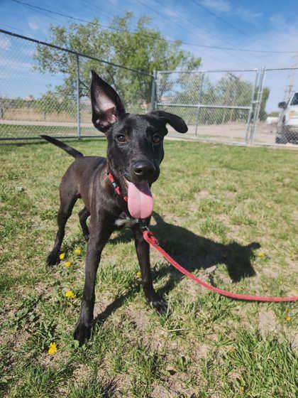 Enlarge Green Bean, a Adoptable mixed breed in Scottsbluff, NE image 3/3