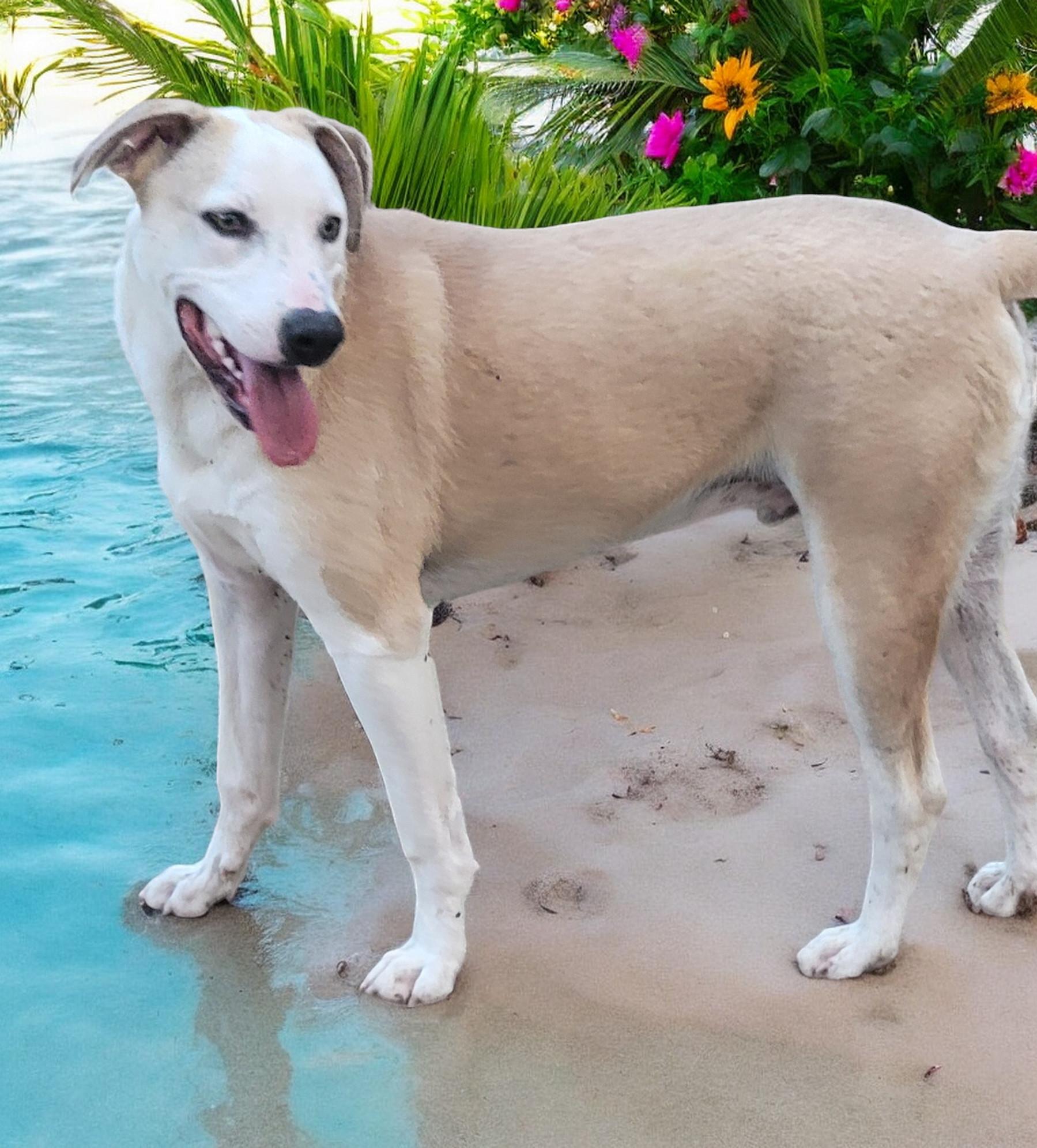 Barron, Adult Male Labrador Retriever