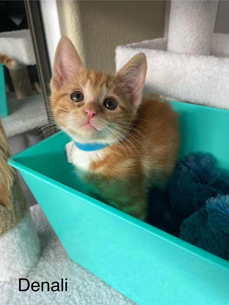 Denali, Adoptable, Kitten Male Domestic Short Hair.