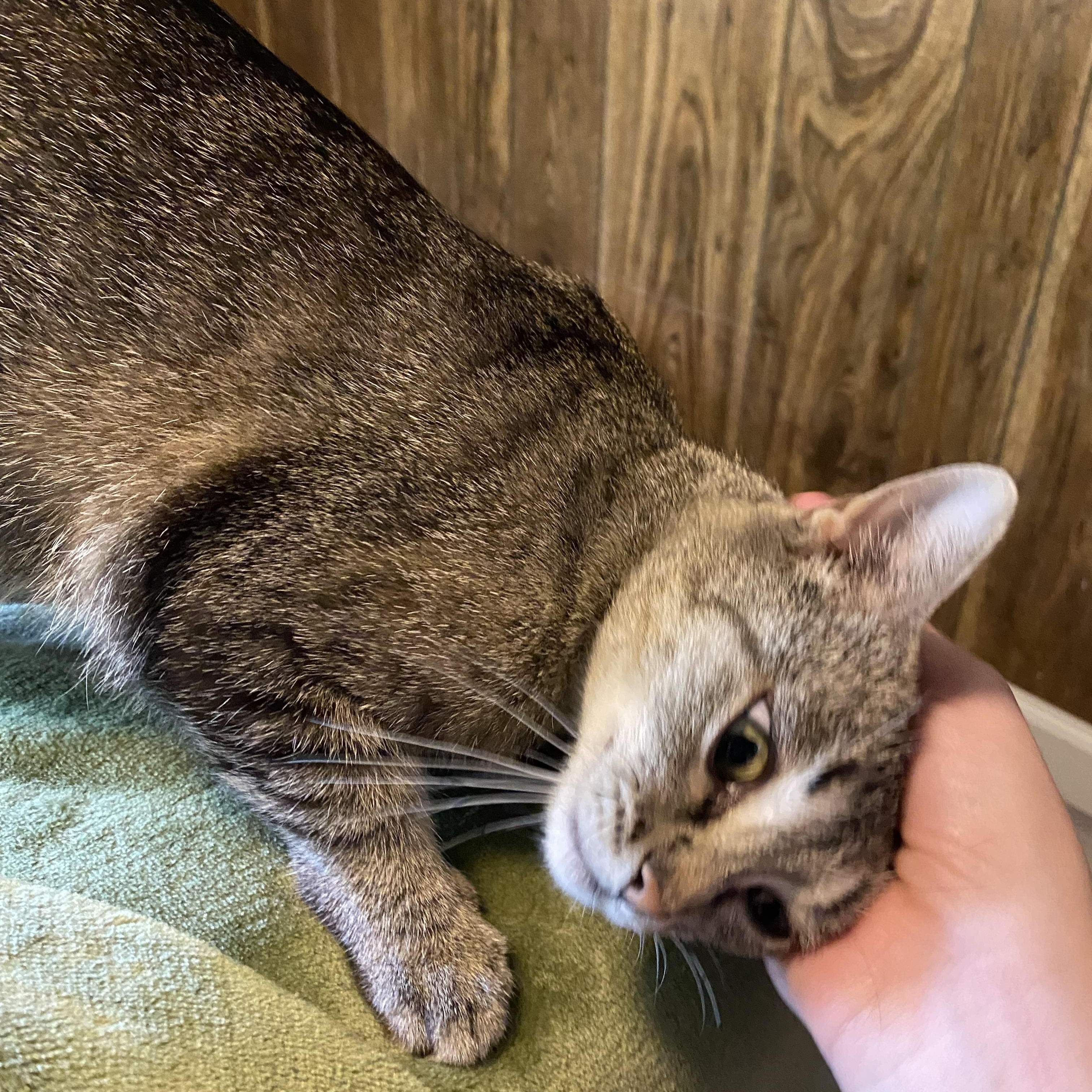 Maple, a Adoptable Tabby in Murray, KY image 6/6