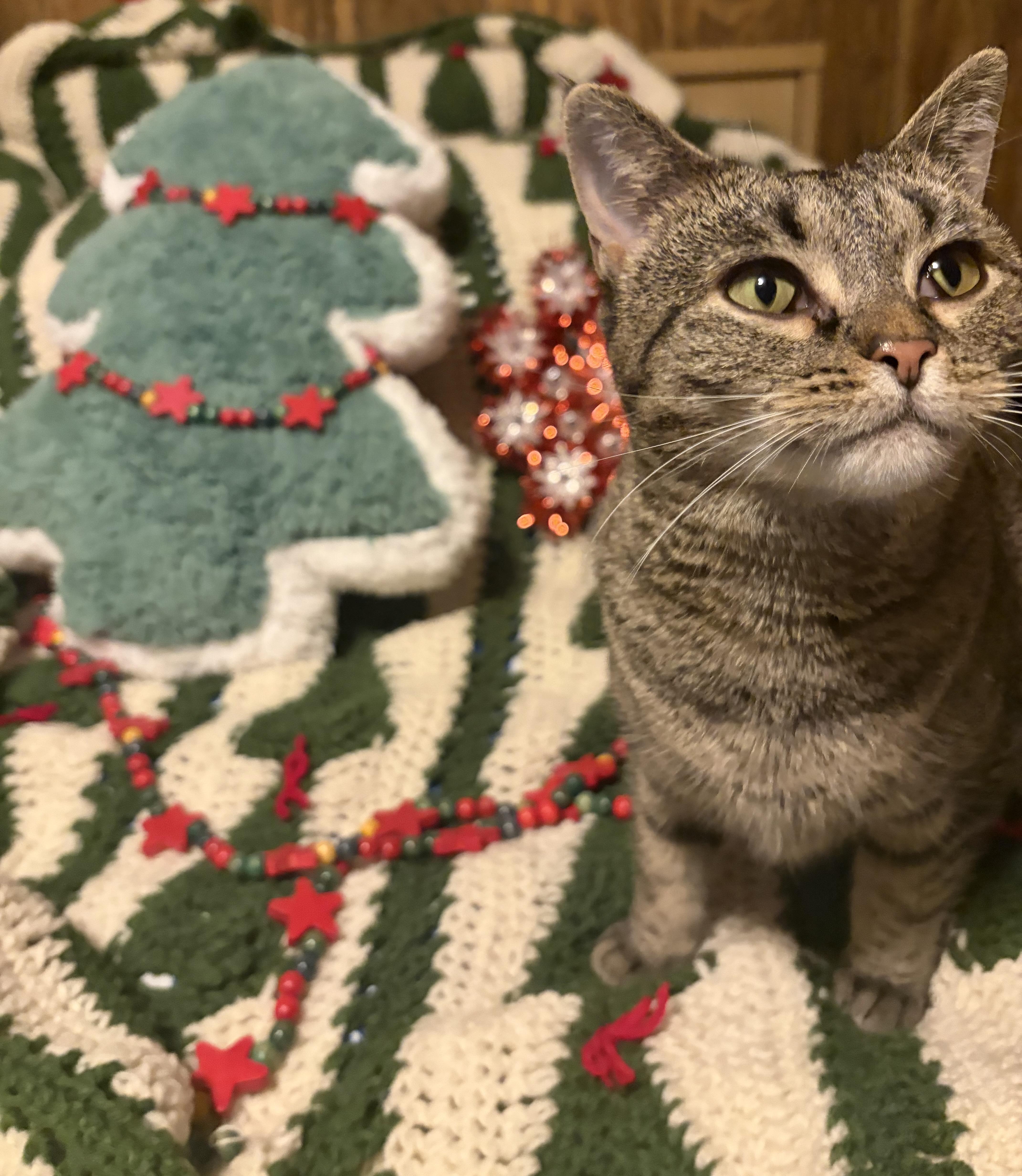 Maple, a Adoptable Tabby in Murray, KY image 5/6