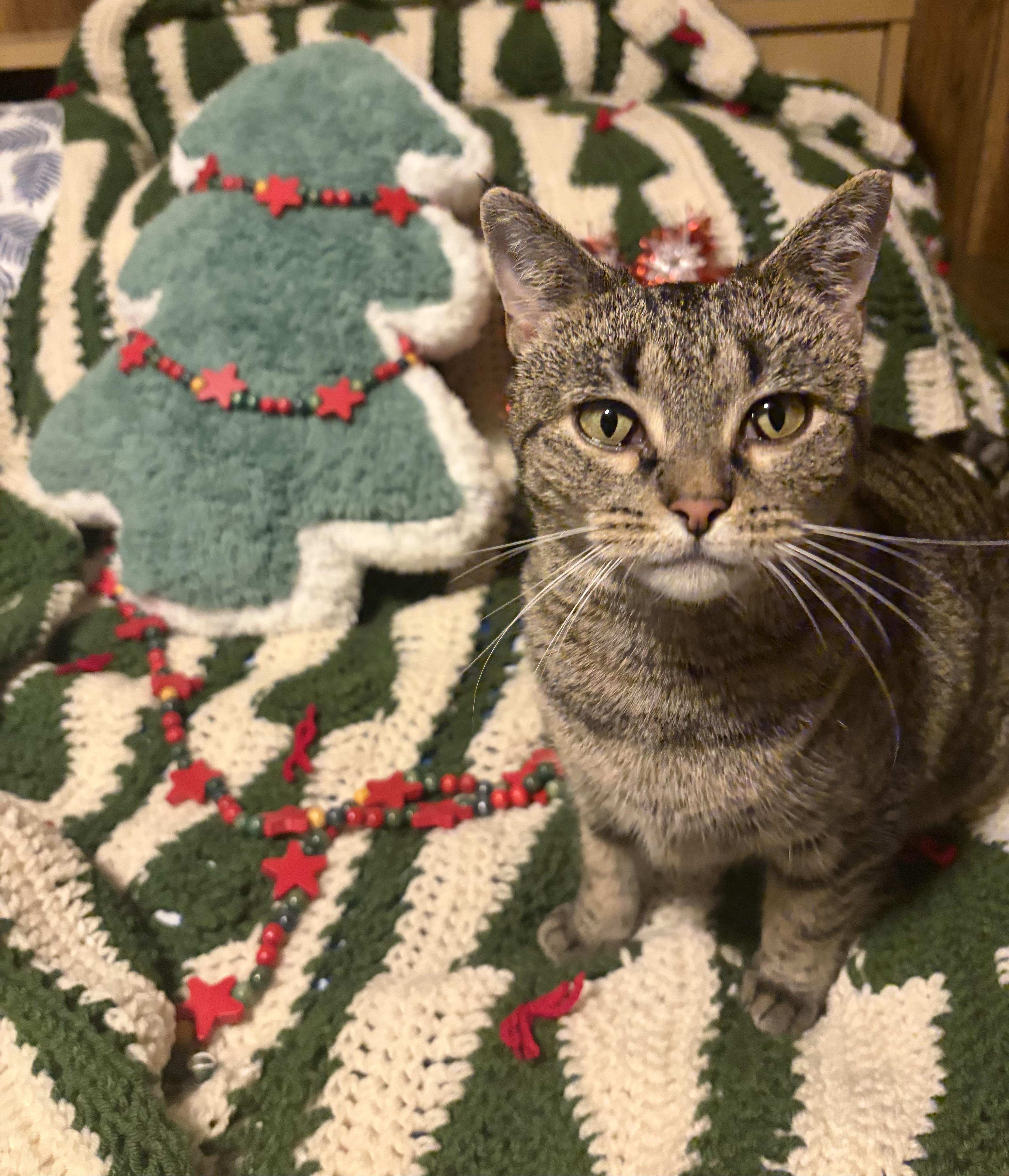 Maple, Adoptable, Adult Female Tabby.