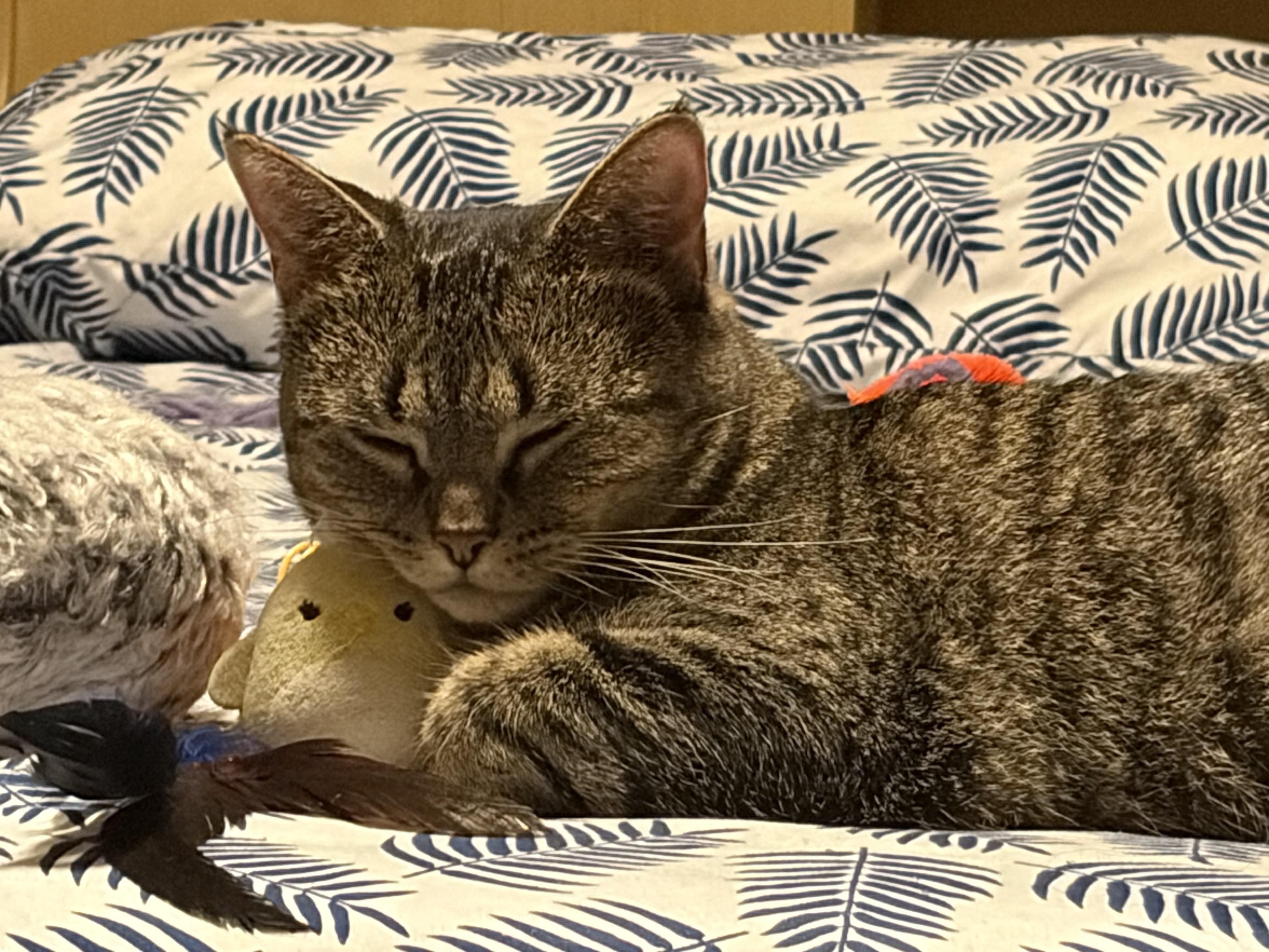 Enlarge Maple, a Adoptable Tabby in Murray, KY image 1/6