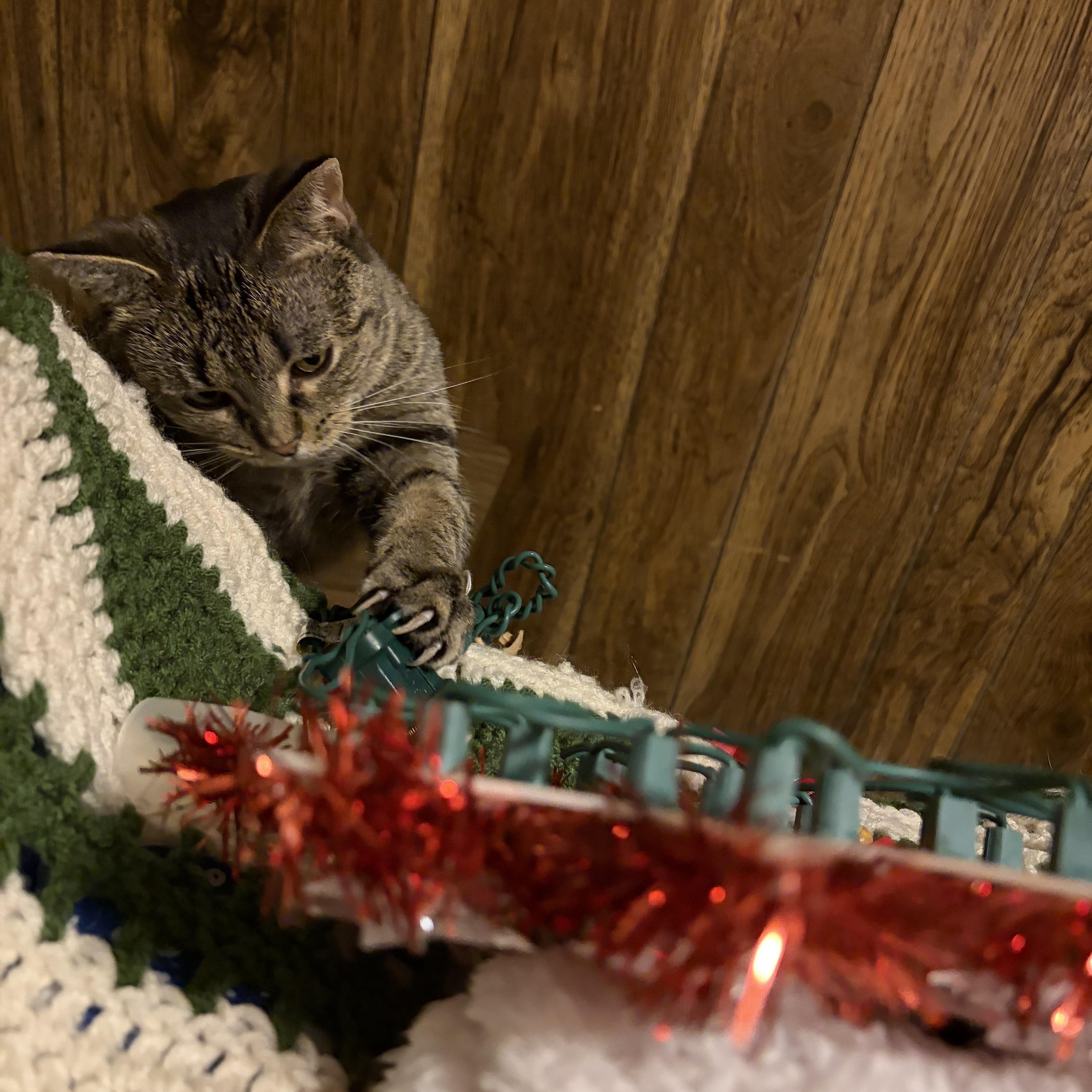 Maple, a Adoptable Tabby in Murray, KY image 2/6