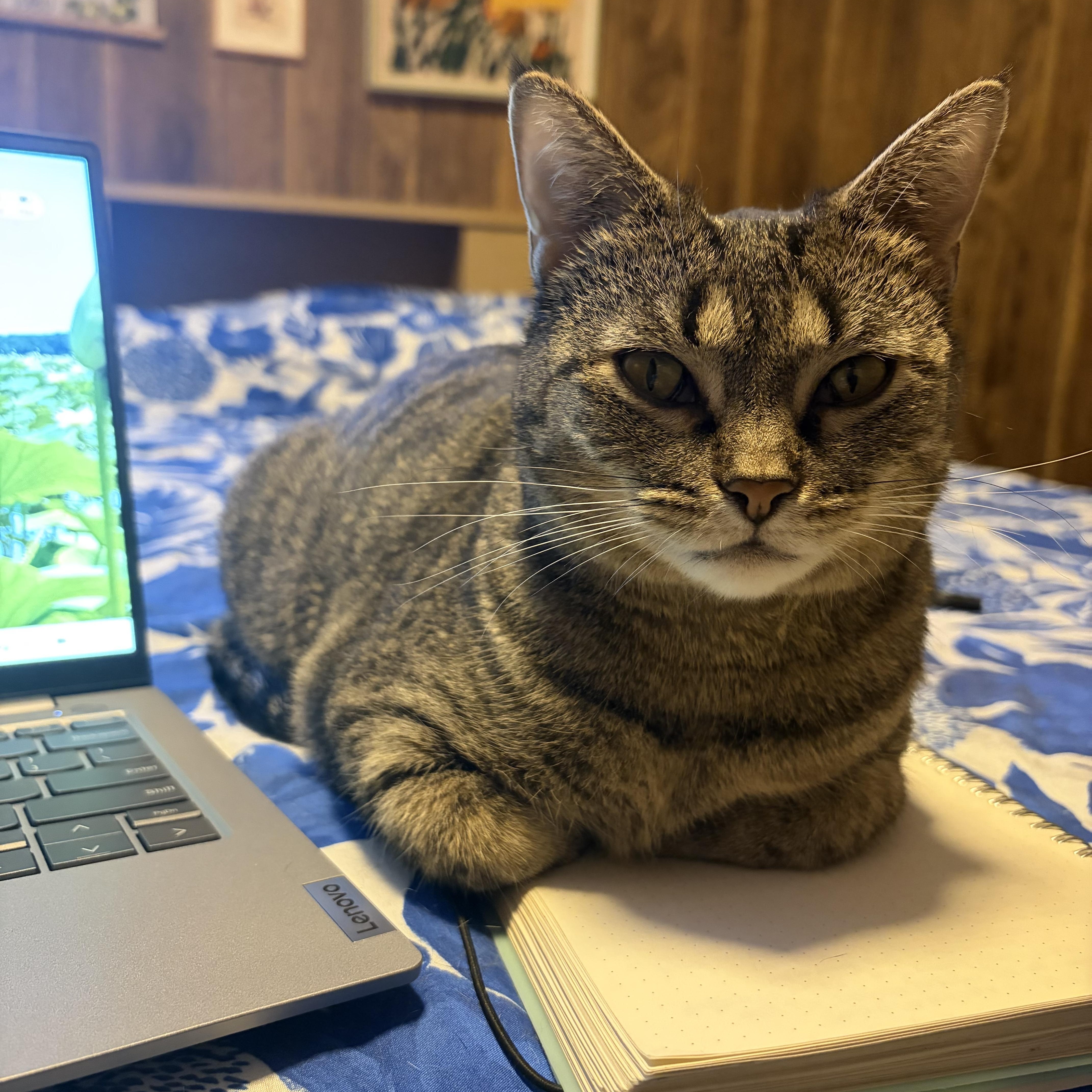 Enlarge Maple, a Adoptable Tabby in Murray, KY image 2/6