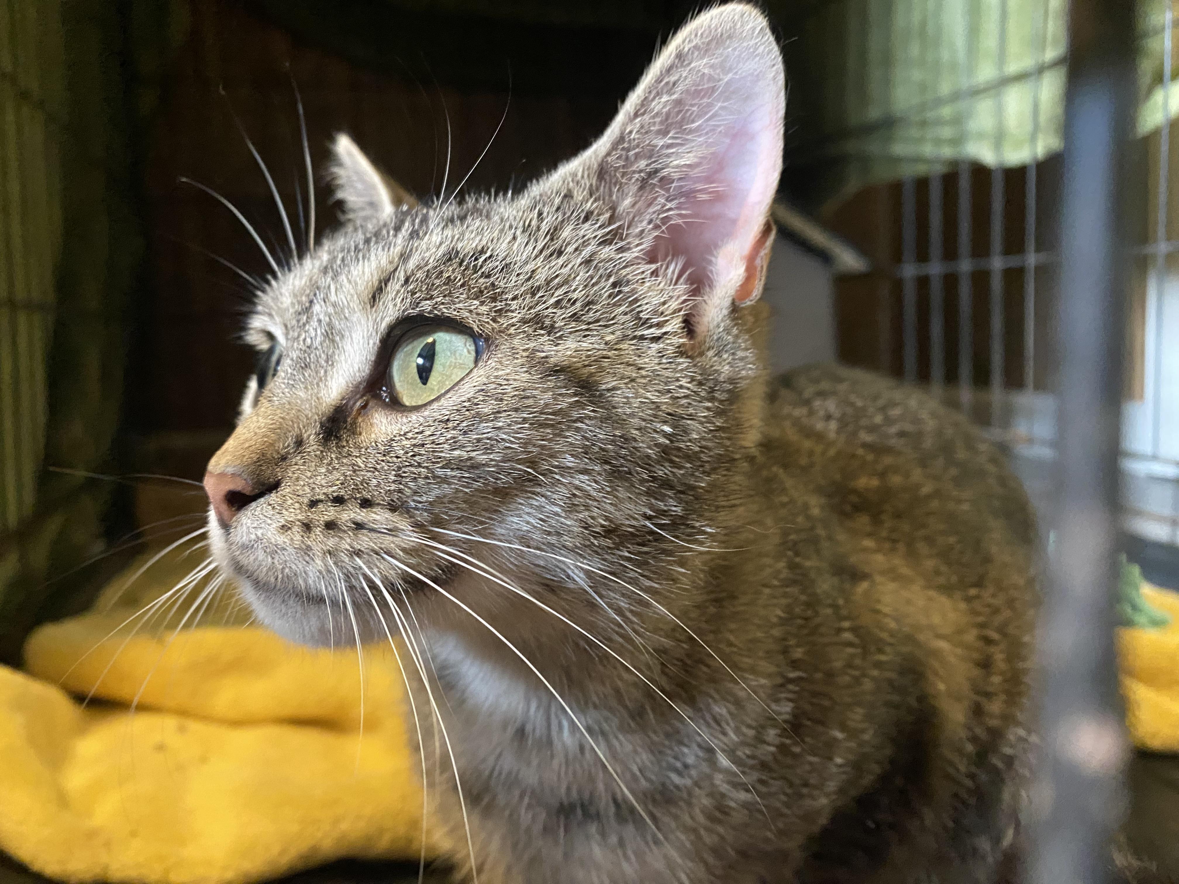 Maple, a Adoptable Tabby in Murray, KY image 4/6