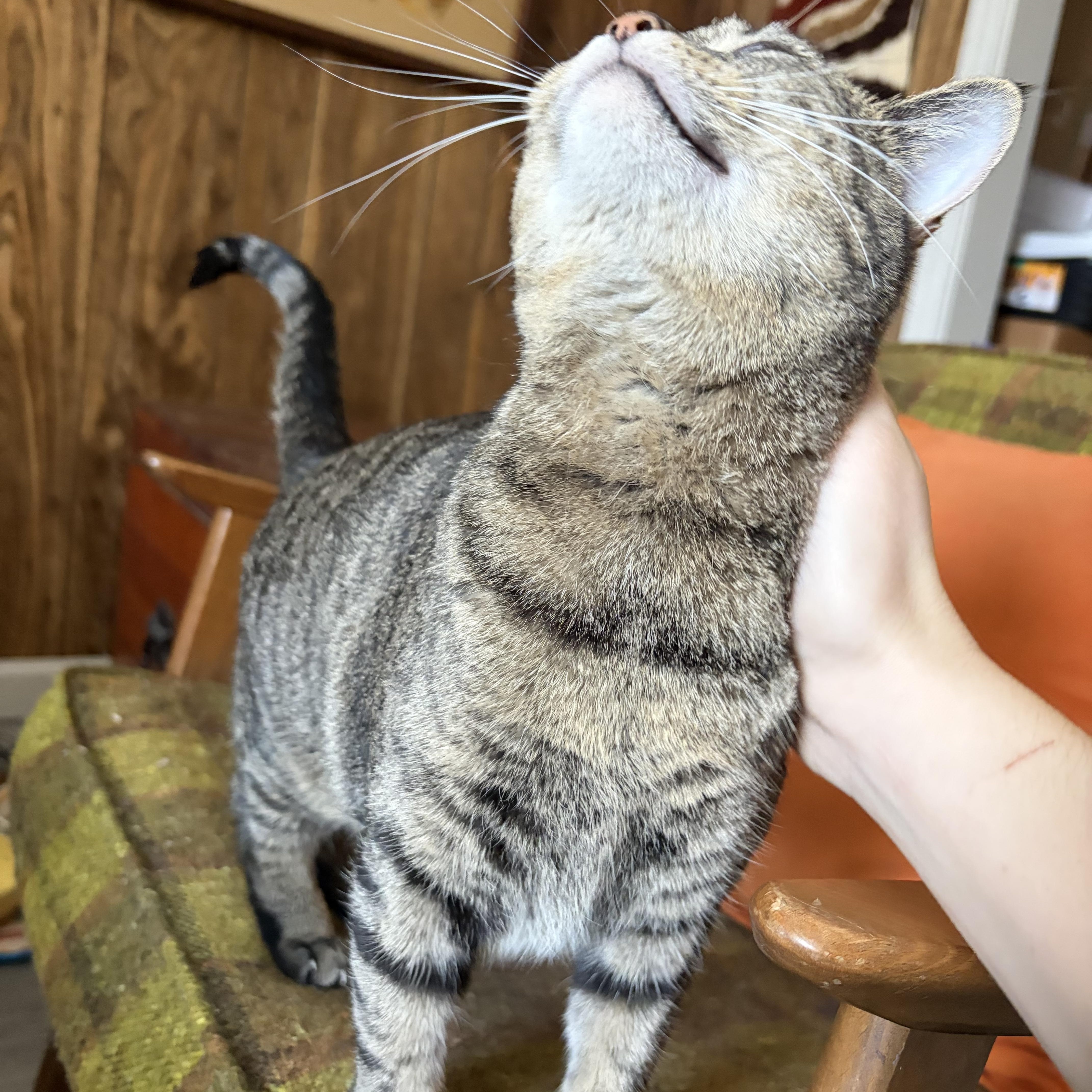 Enlarge Maple, a Adoptable Tabby in Murray, KY image 4/6