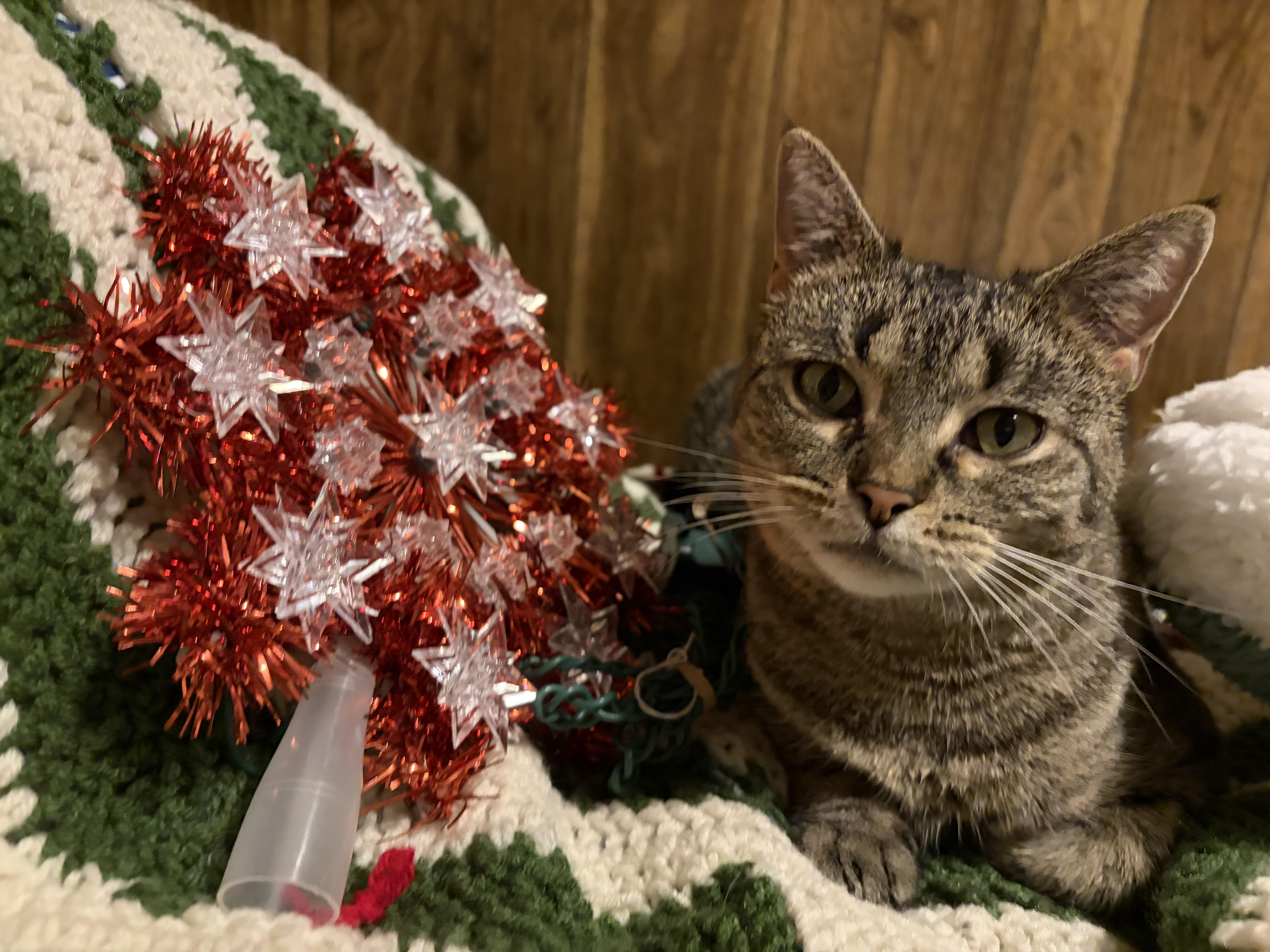 Maple, a Adoptable Tabby in Murray, KY image 3/6