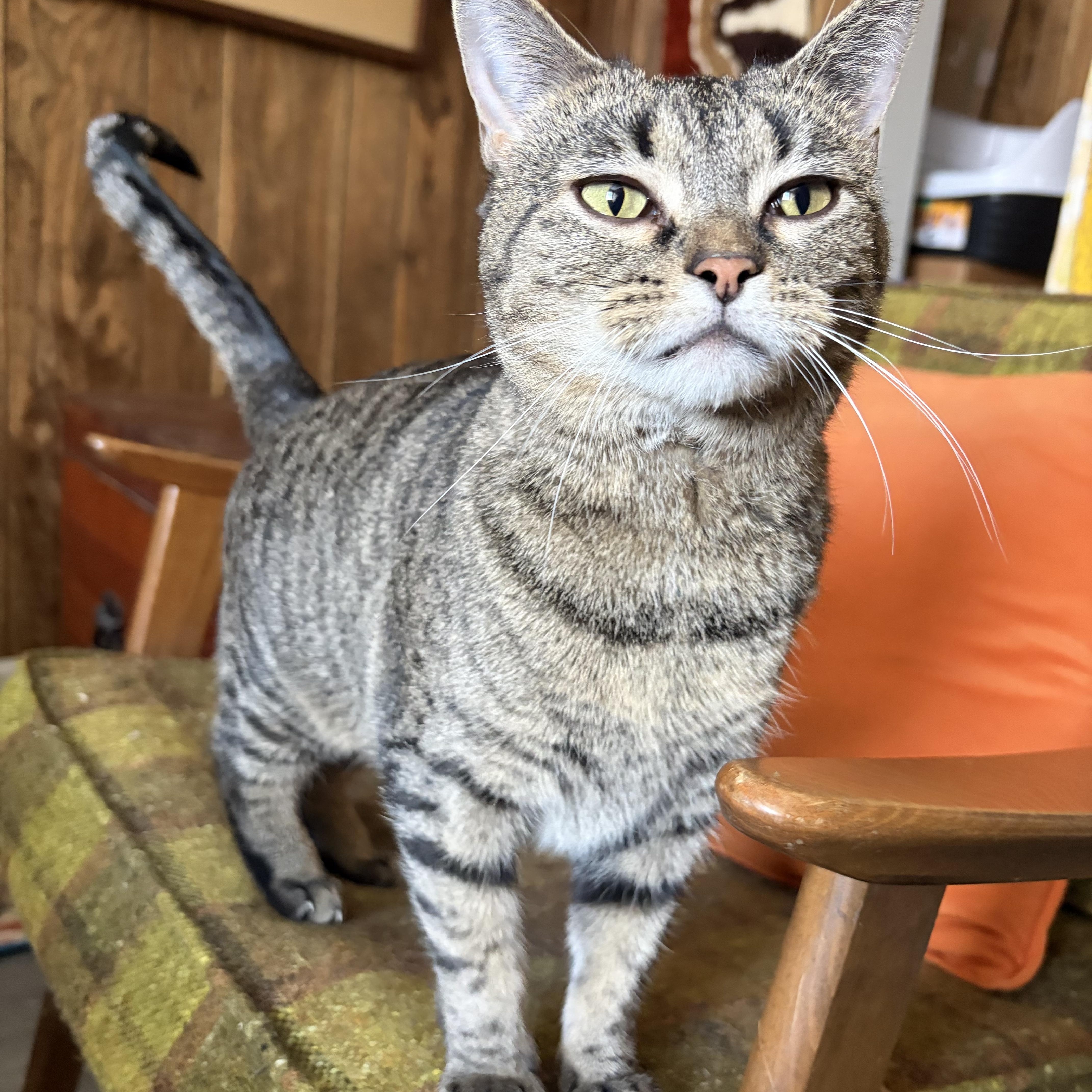 Enlarge Maple, a Adoptable Tabby in Murray, KY image 3/6