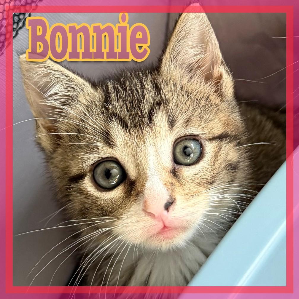 Bonnie, adopted, Kitten Female Domestic Short Hair.