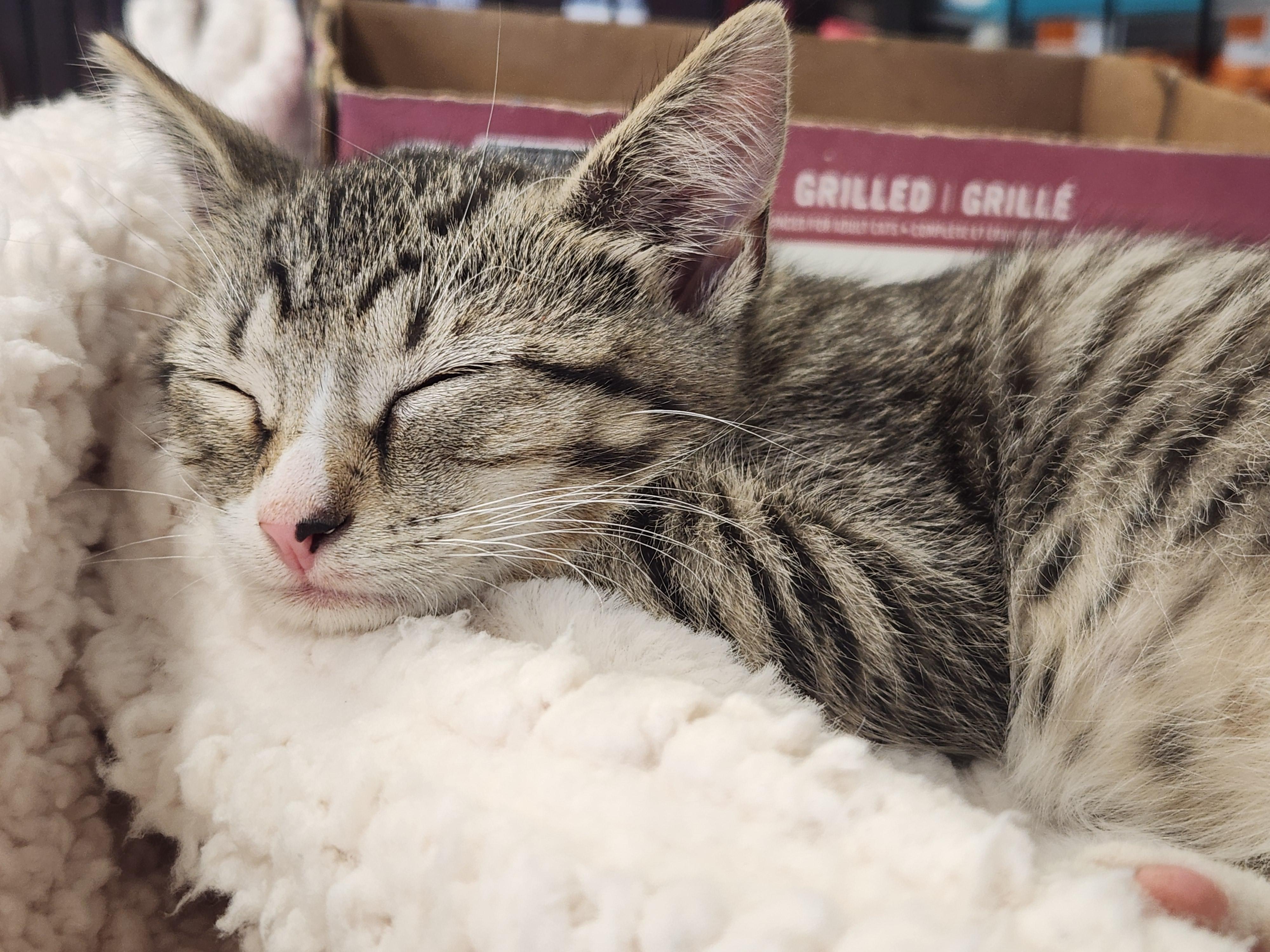Enlarge Bonnie, an adopted Domestic Short Hair in Great Mills, MD image 2/2